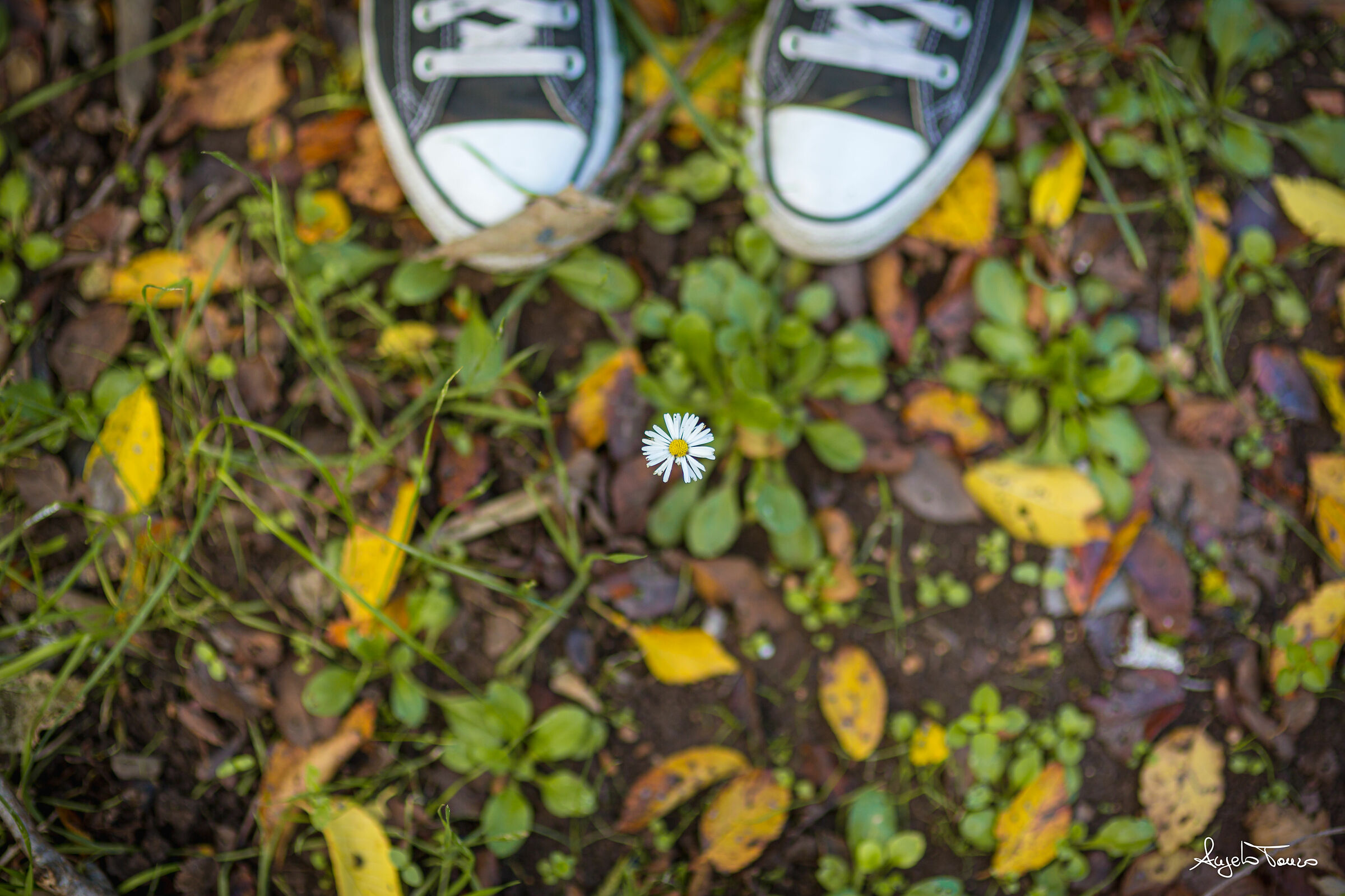 Flower