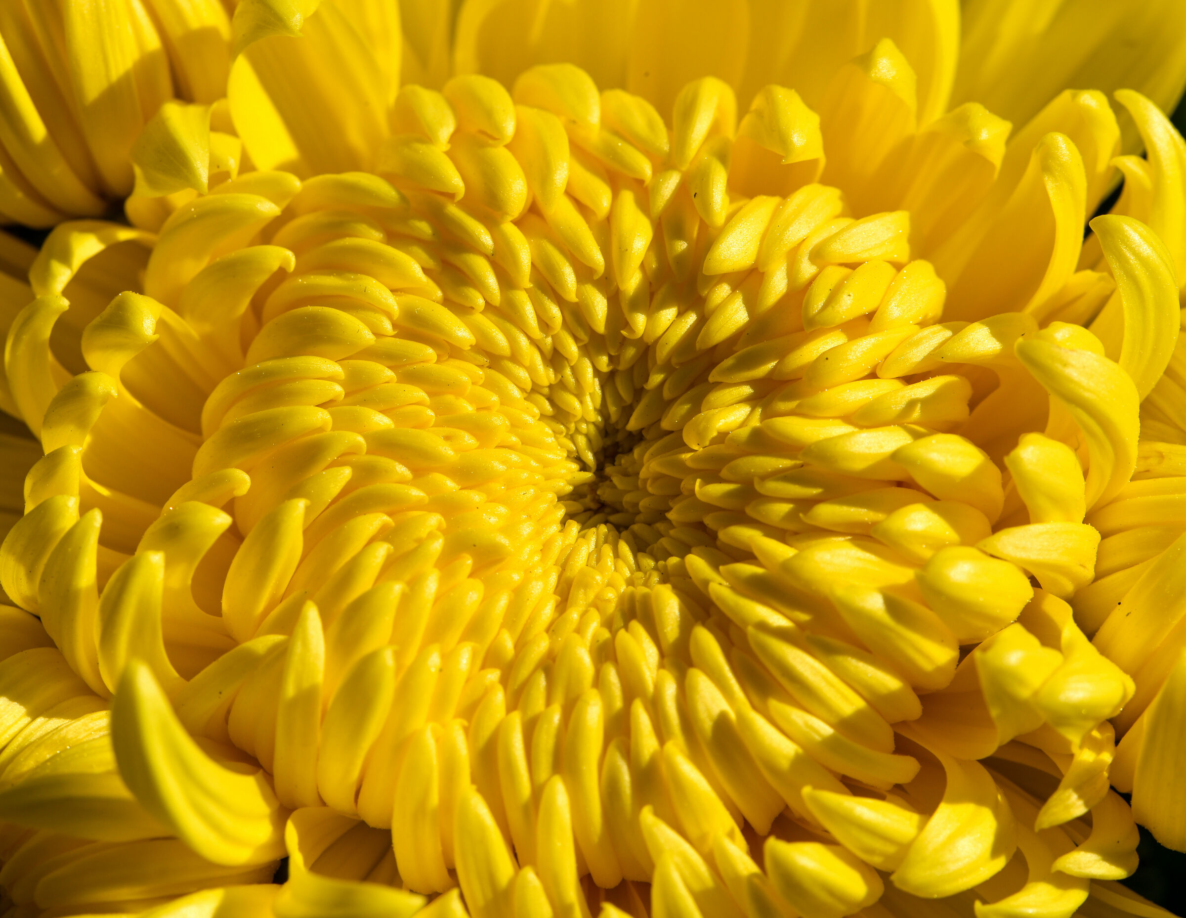 Chrysanthemum
