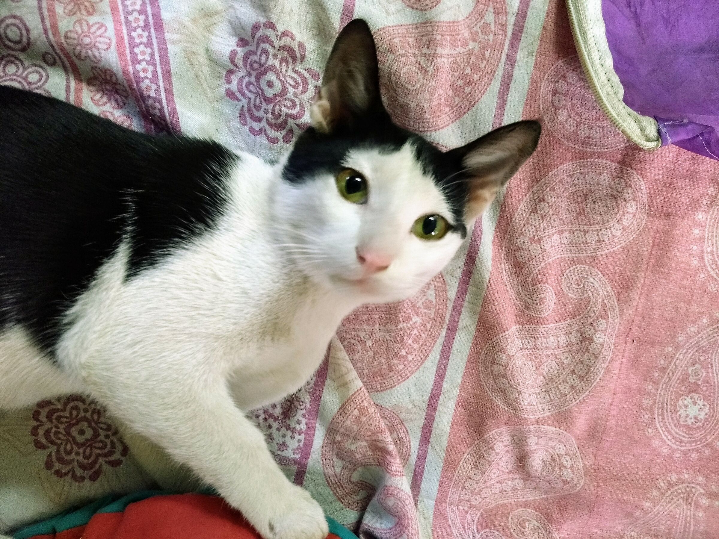 New arrival...strey cat...