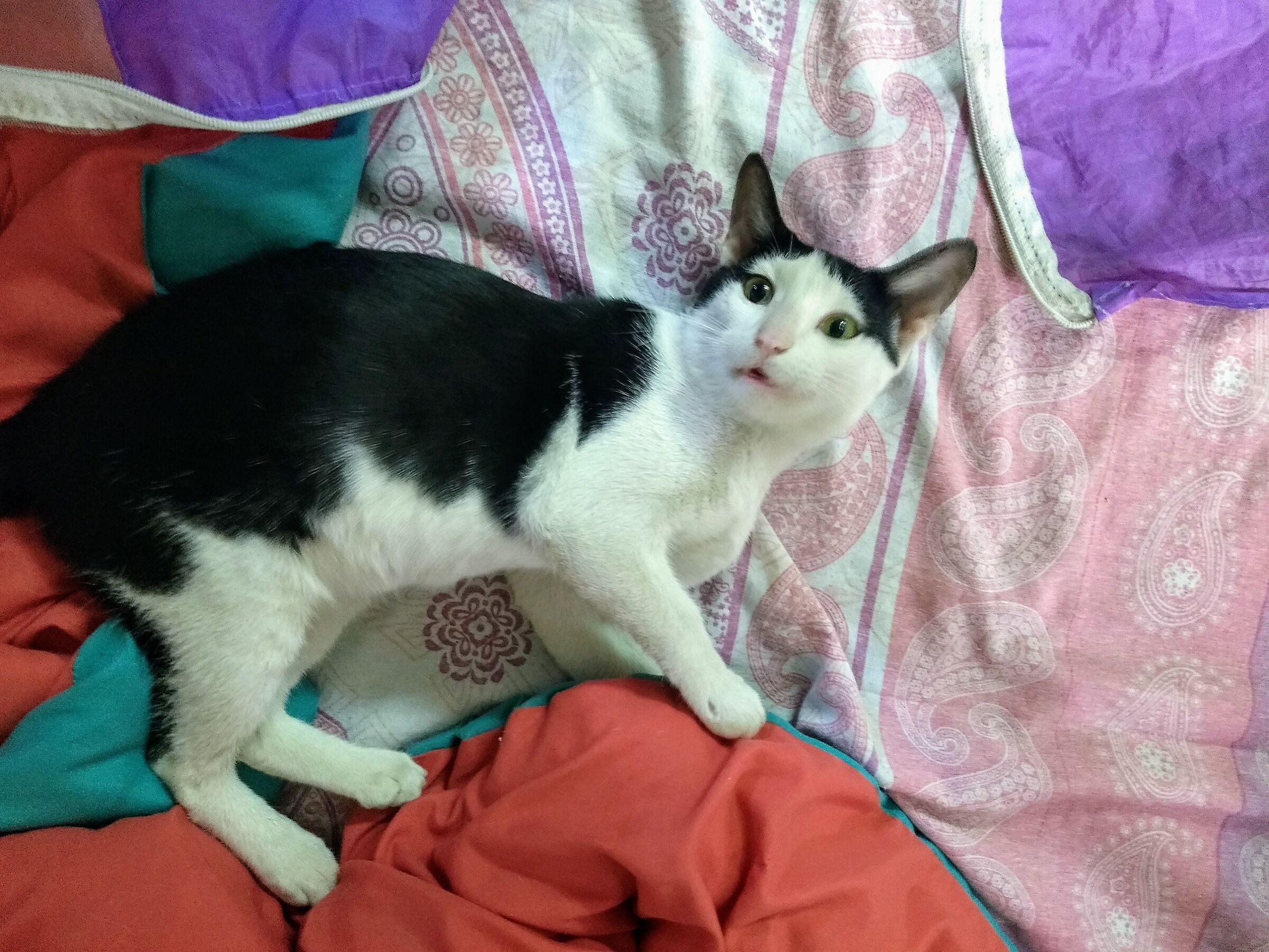 New arrival...strey cat...1