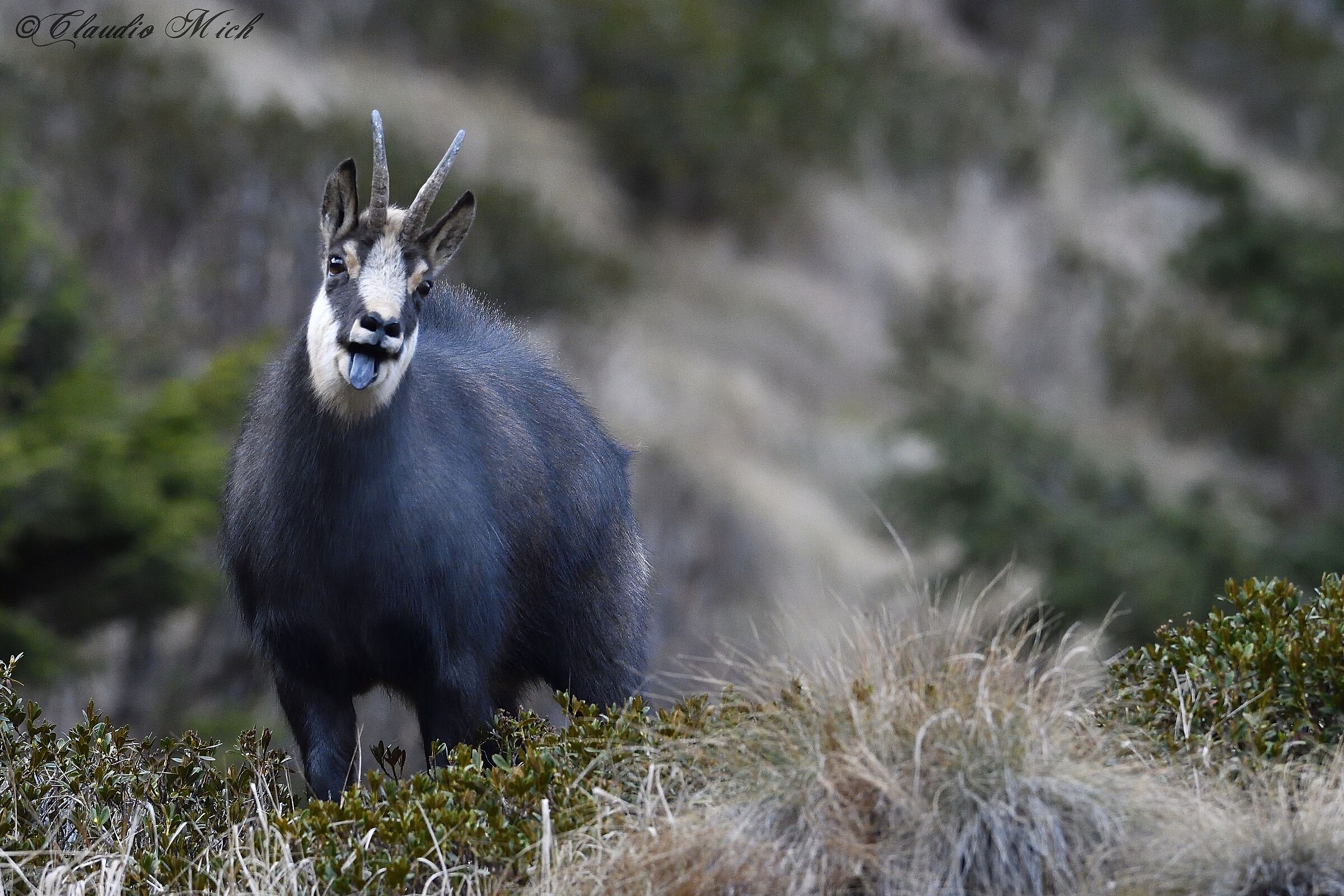 La linguaccia del camoscio