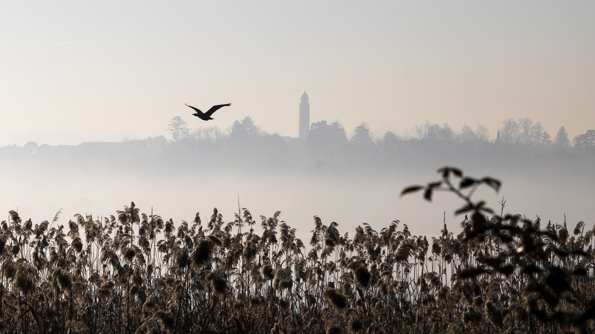 Nebbia sul canneto