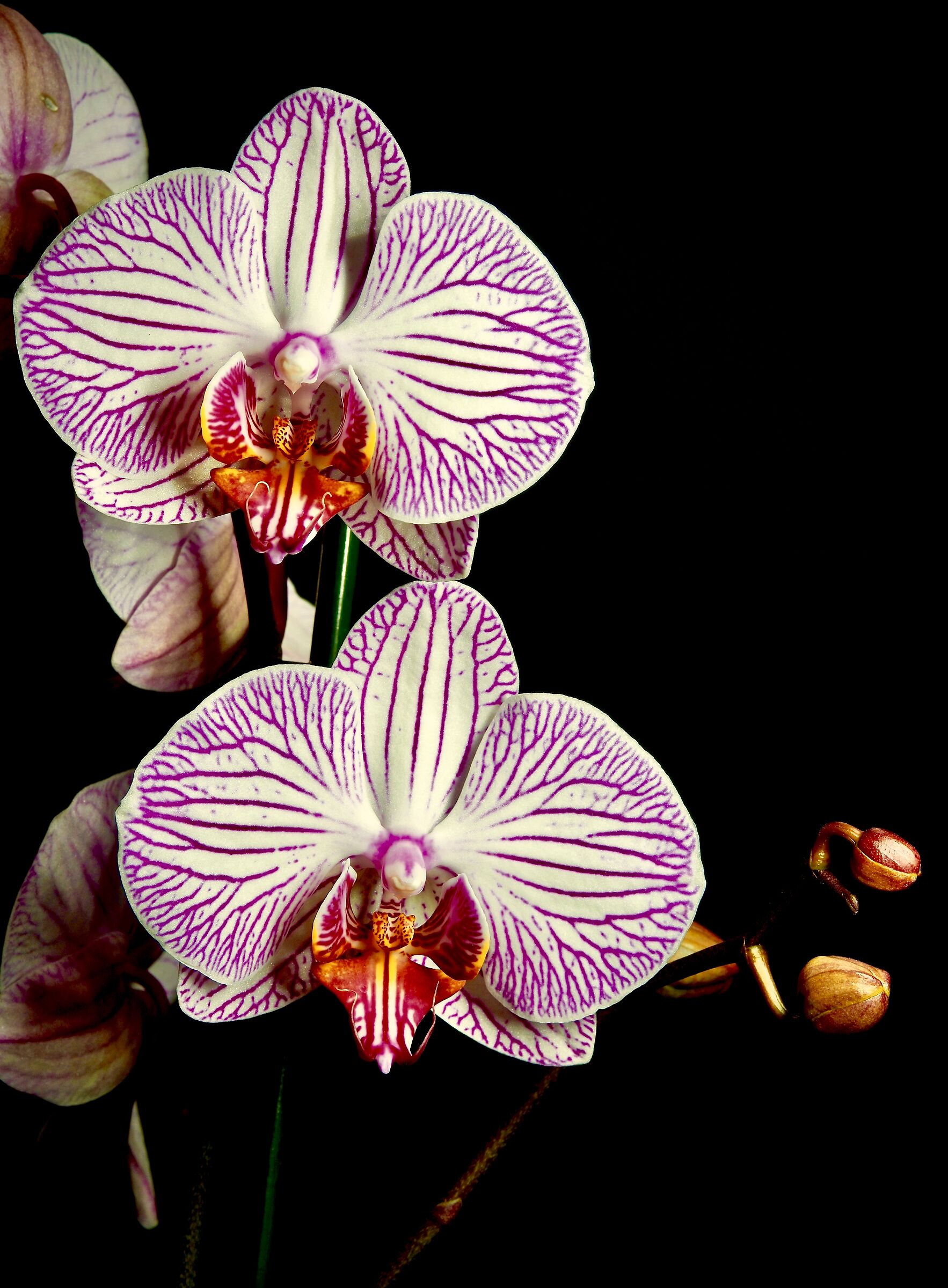 Orchidea Phalaenopsis