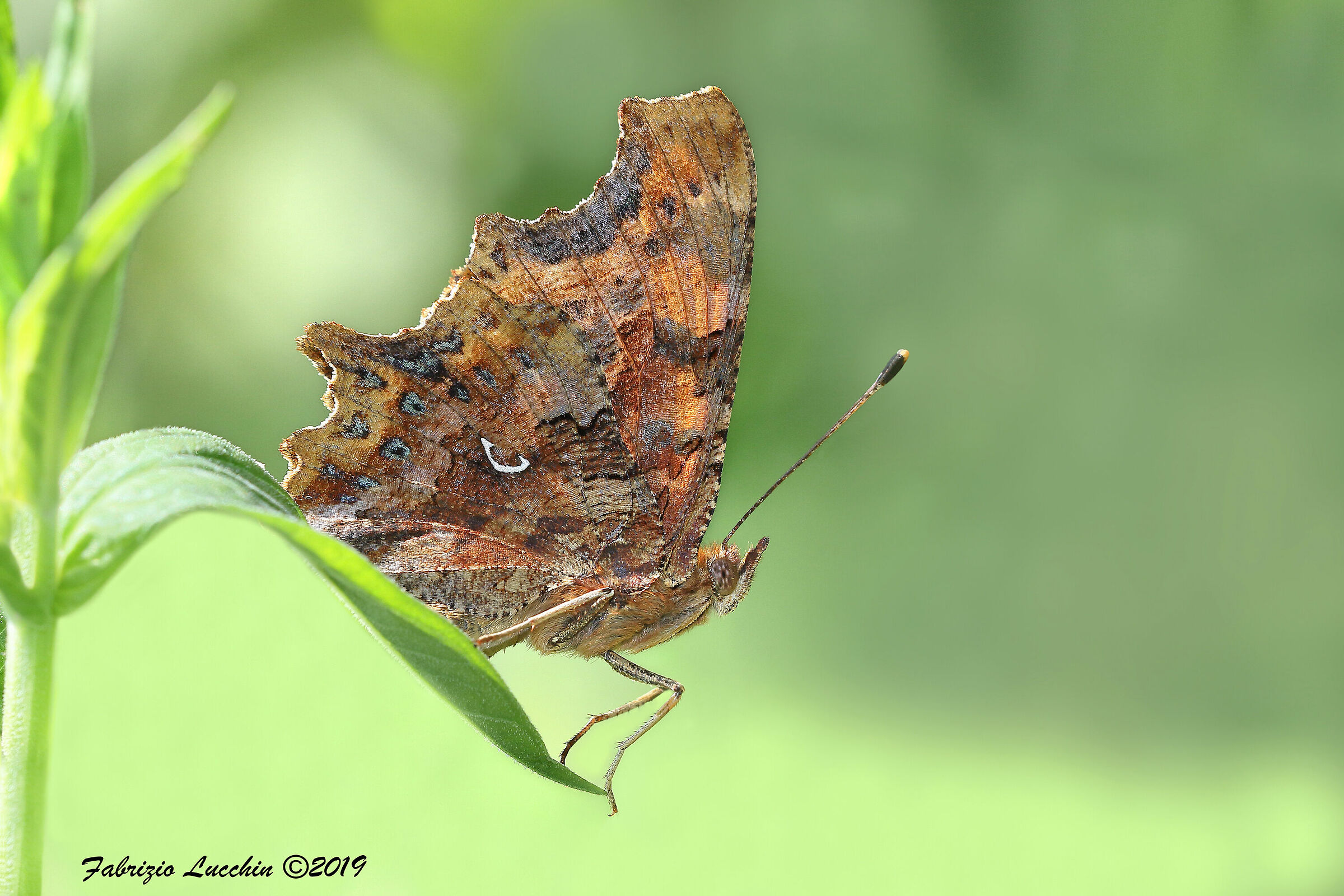 Vanessa c-bianco (Polygonia c-album)