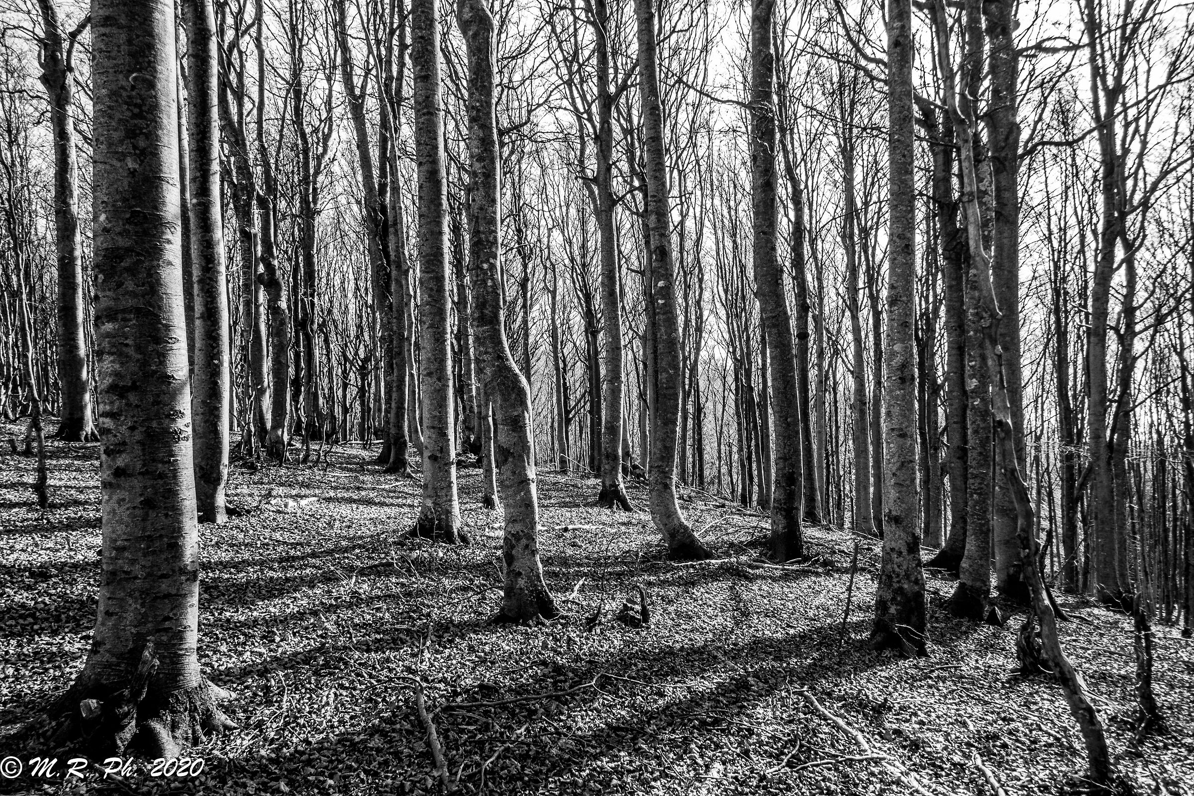 Forest of The Blades - Val D'Aveto, Liguria