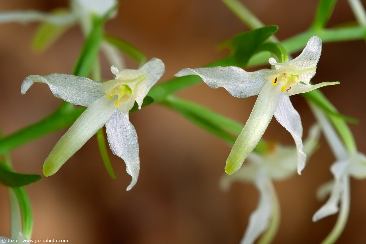Platanthera chlorantha, 001543