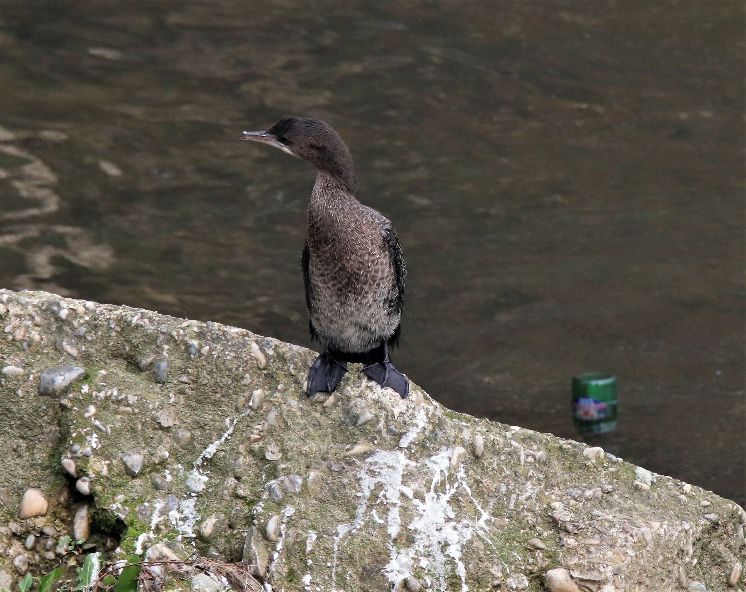 a "RED BULL" puts wings on you