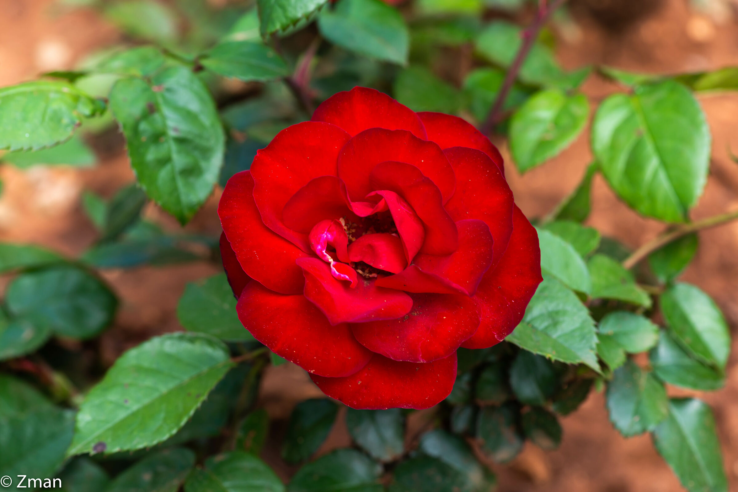 Rosa Rossa Reale