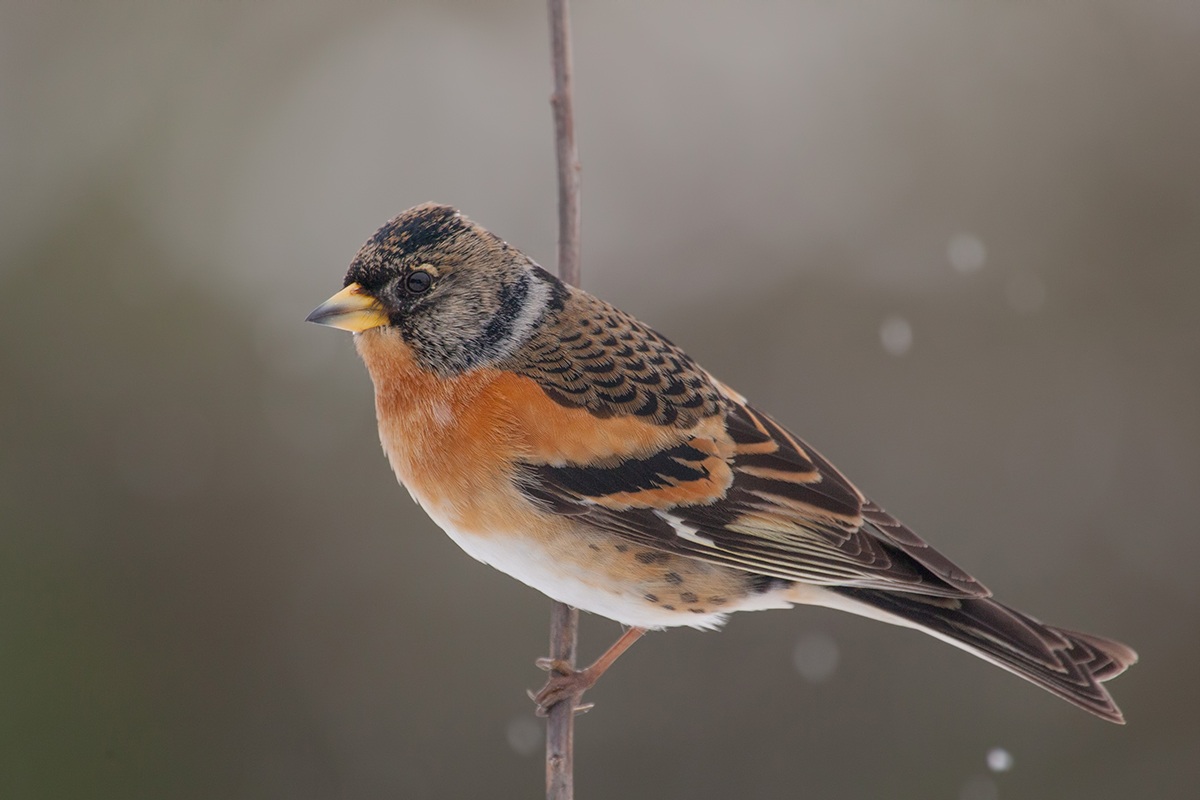 brambling