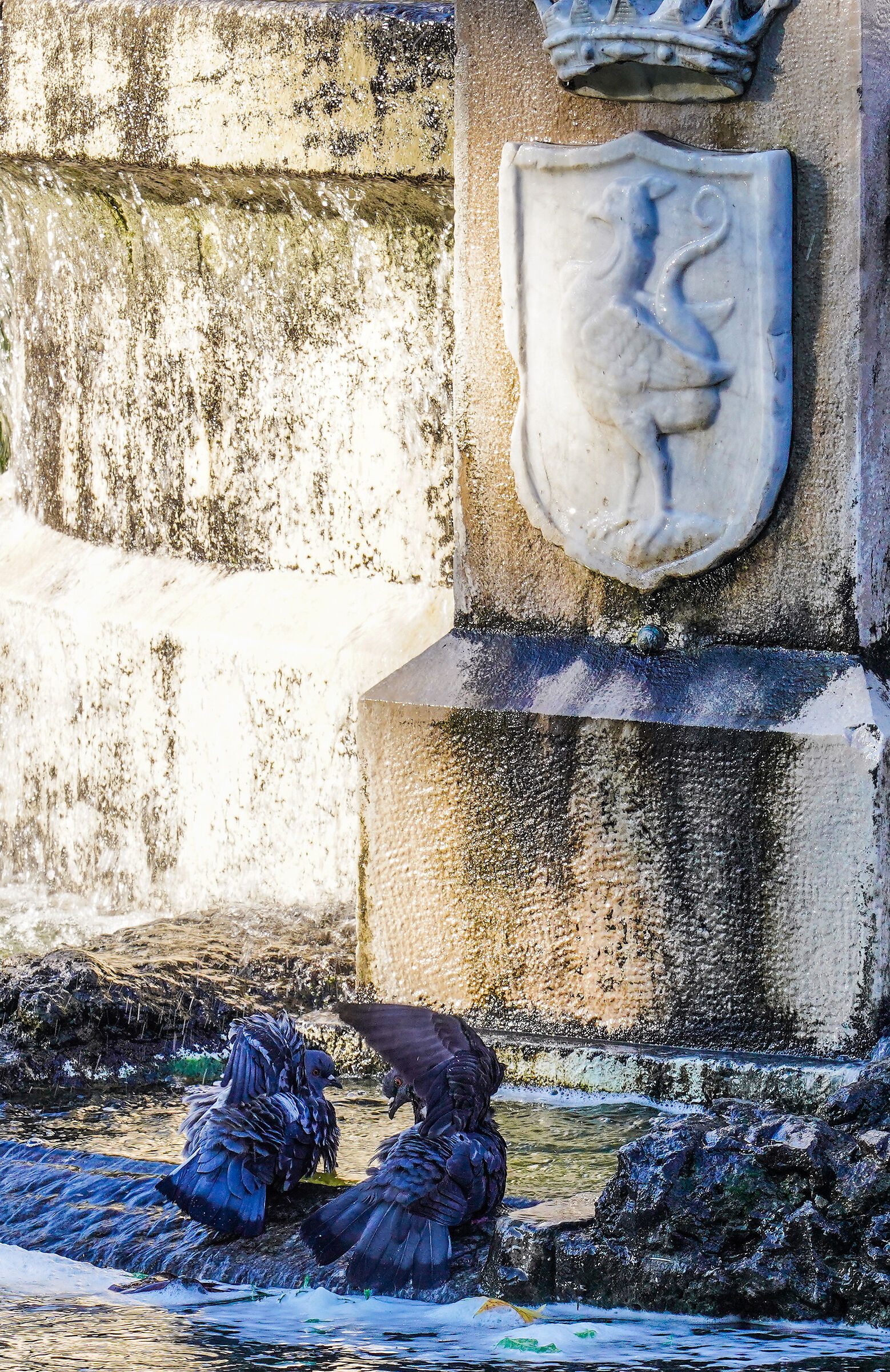 Fontana con piccioni