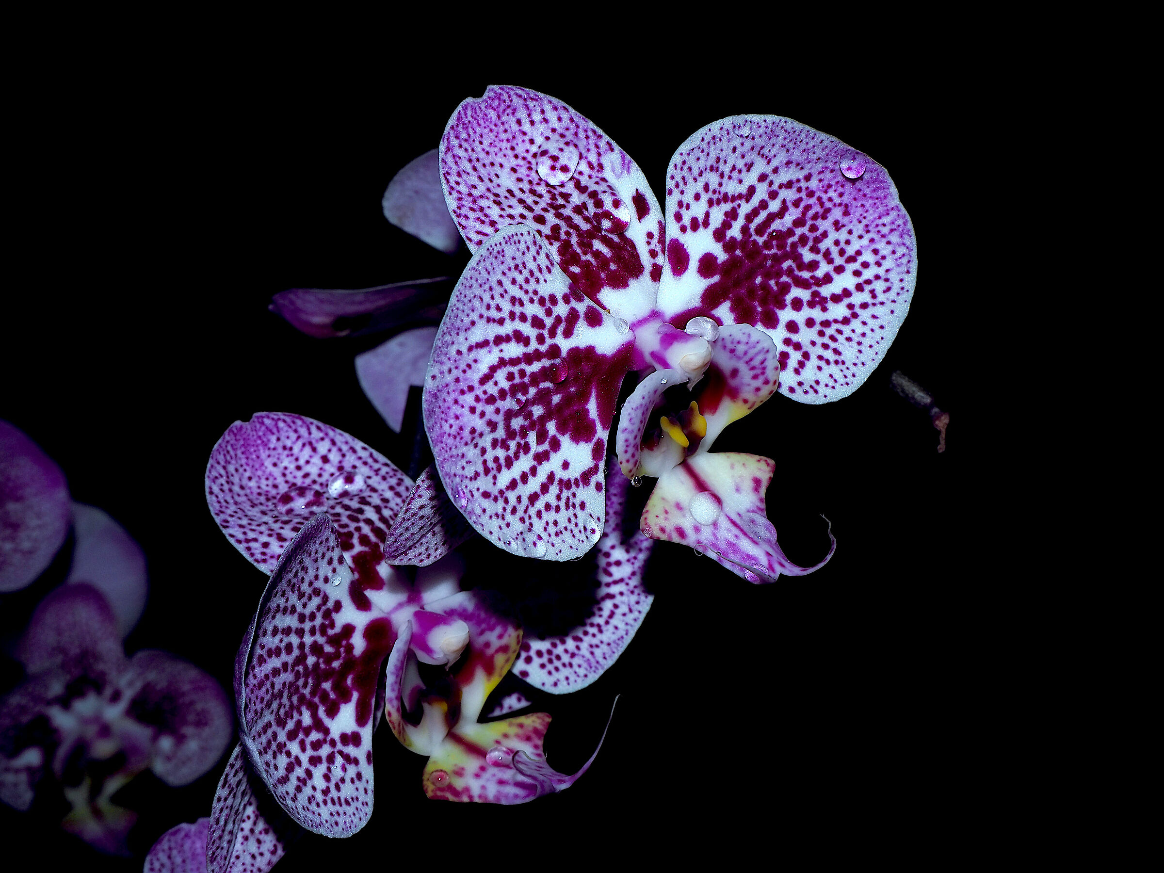 Orchid in low key