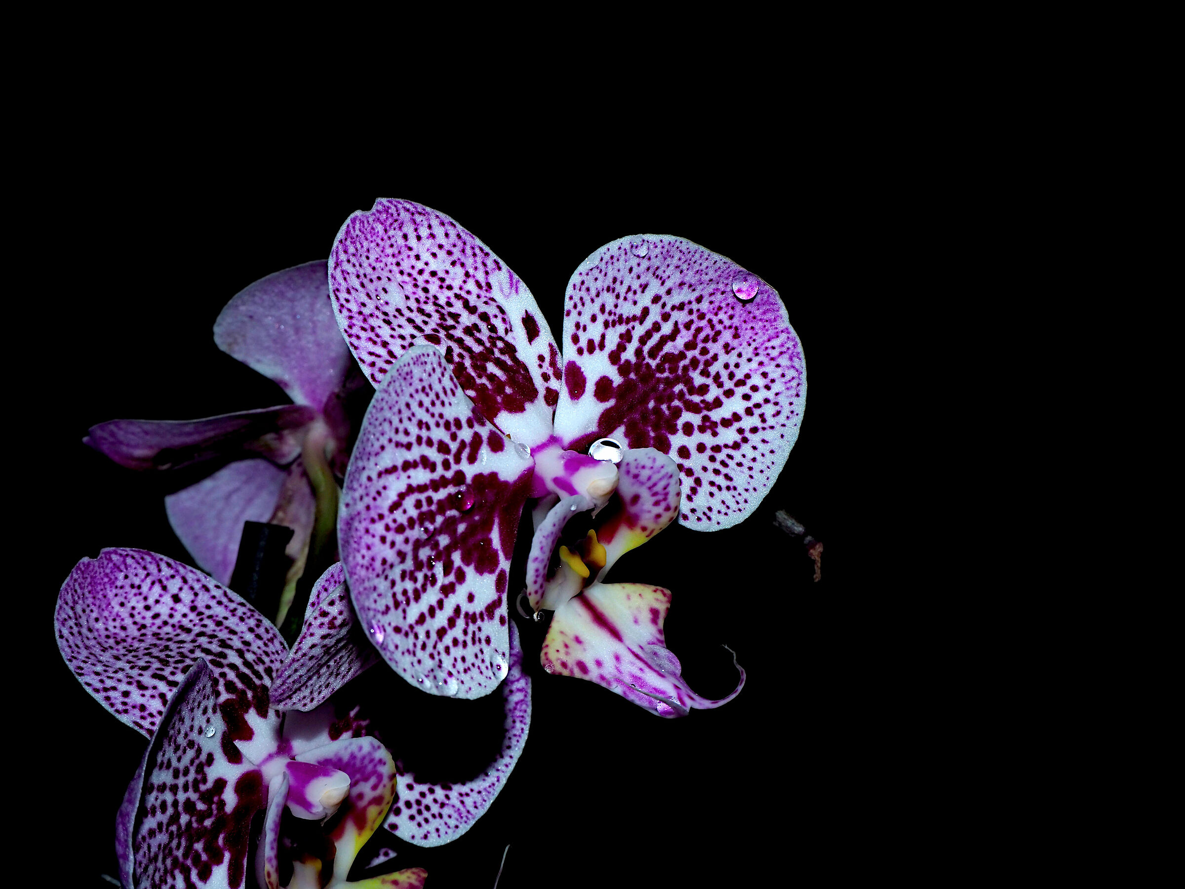 Orchid in low key