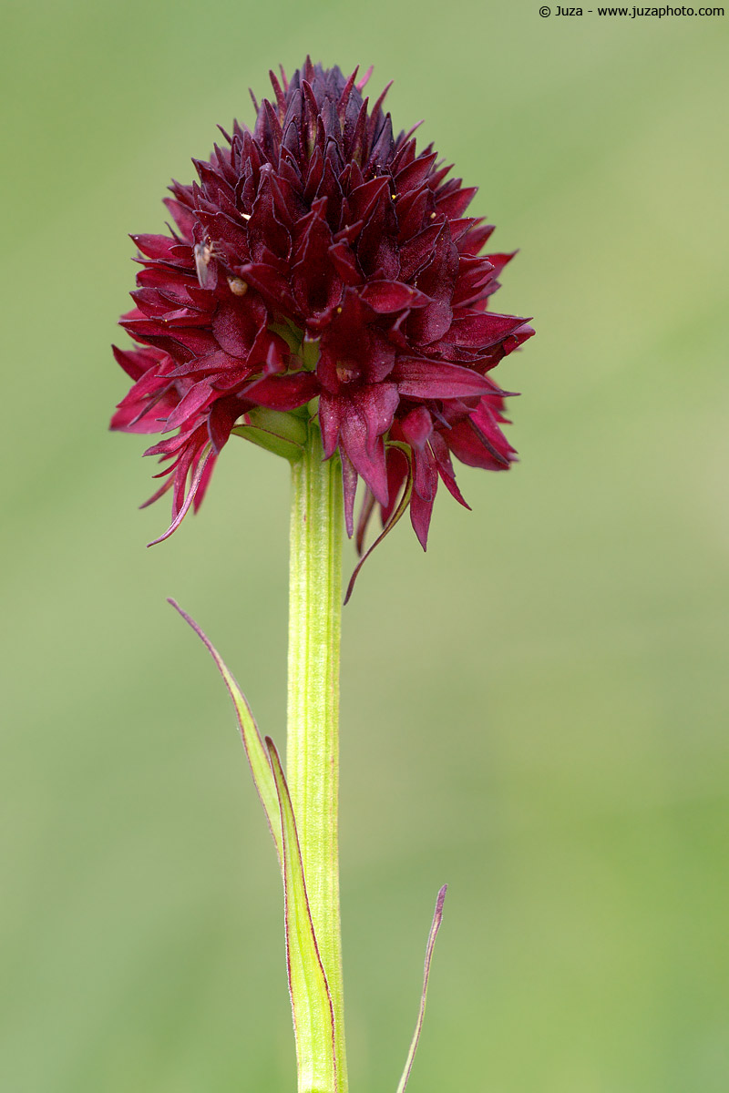 Nigritella nigra, 002803