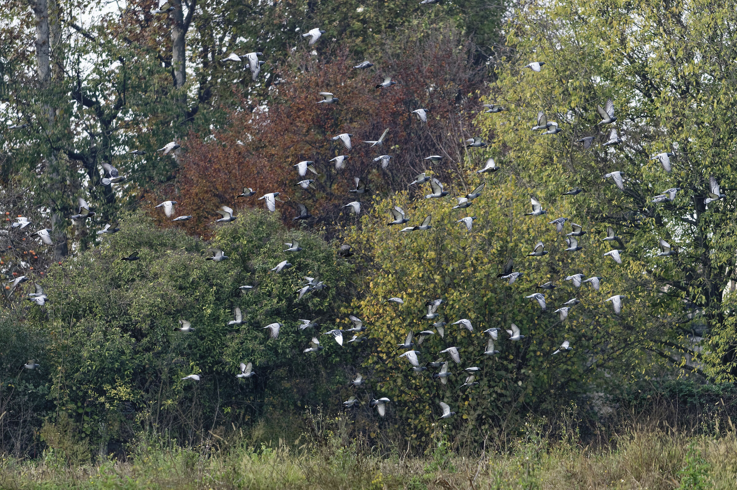 Autumn Wings