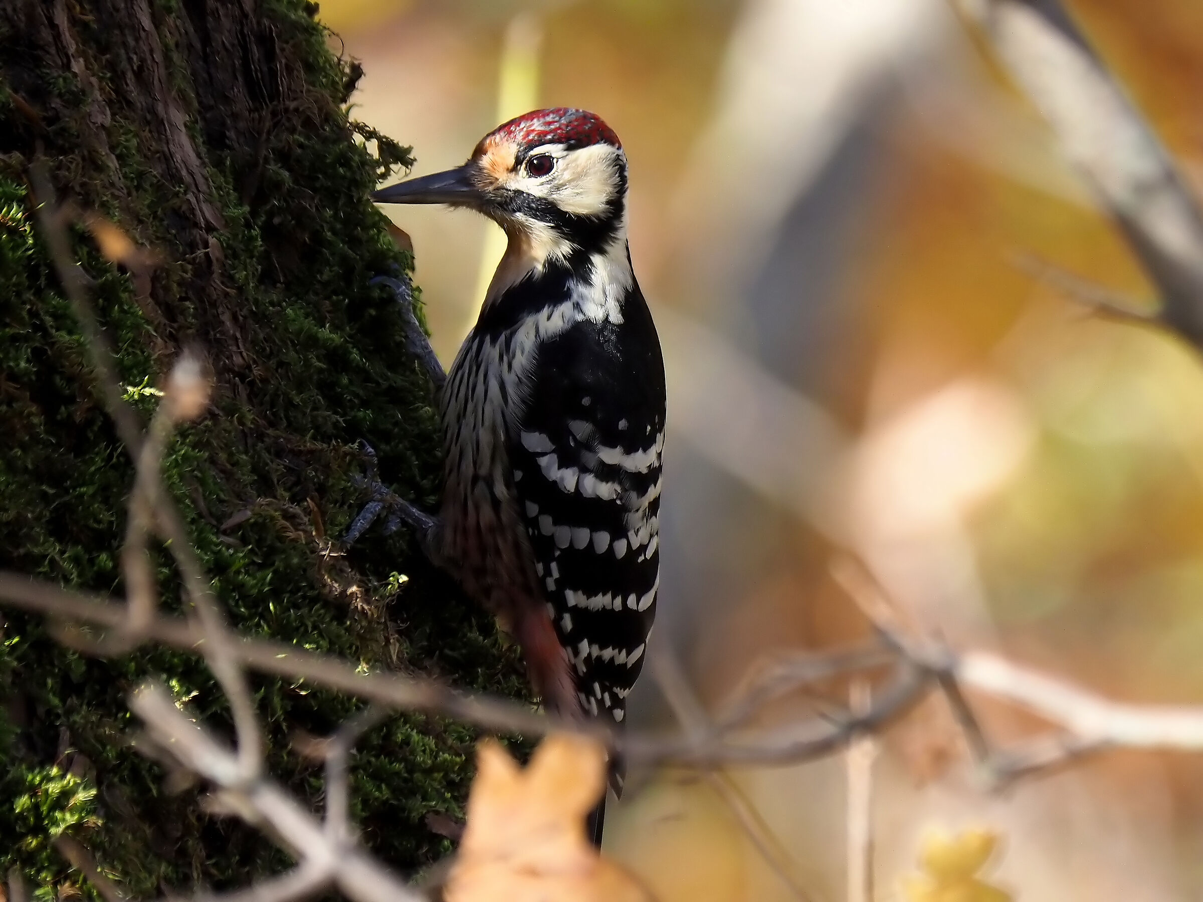 Whiteback woodpecker