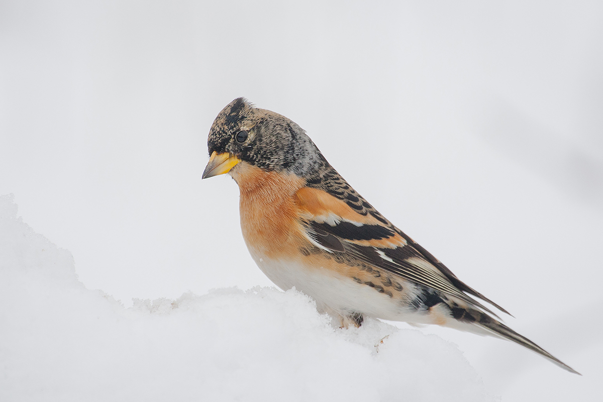 Brambling and Snow