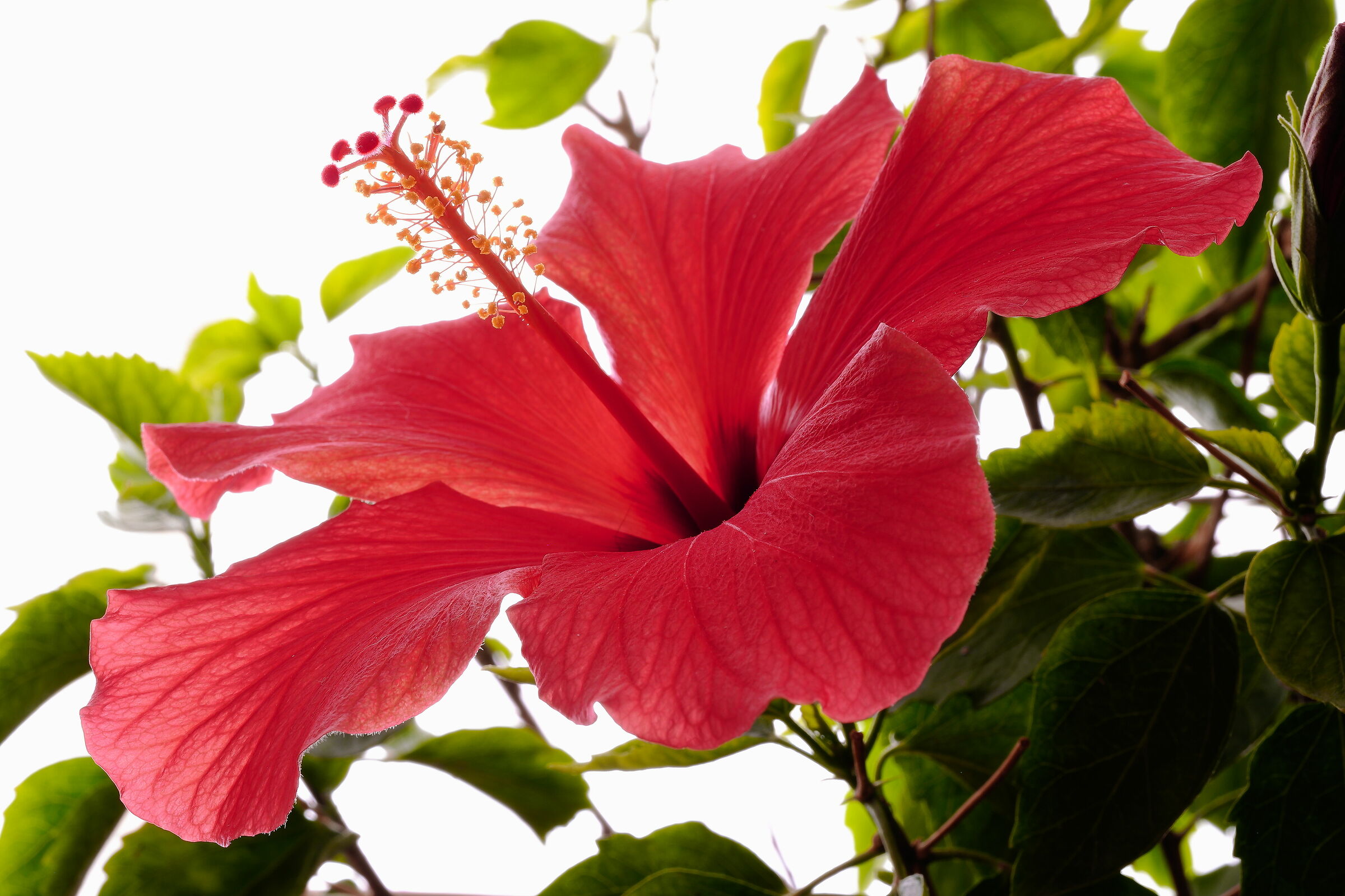 Hibiscus