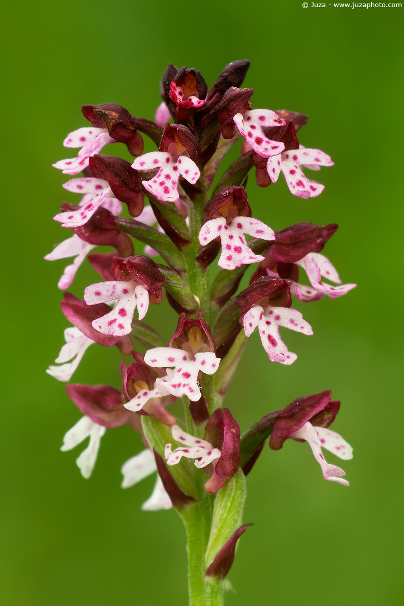 Orchis ustulata, 005696