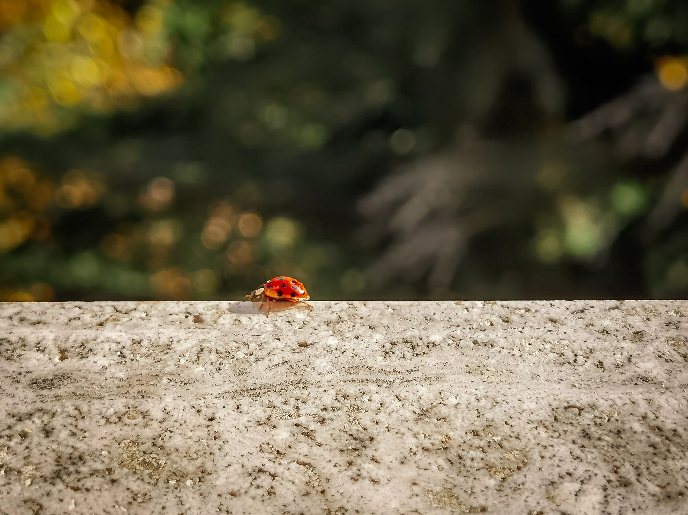 Ladybug