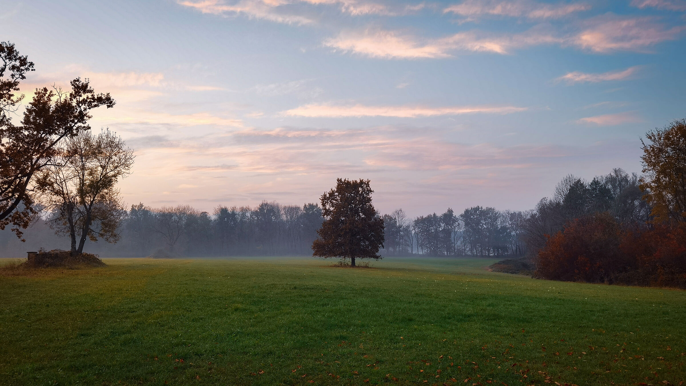 Albero solitario alla mandria