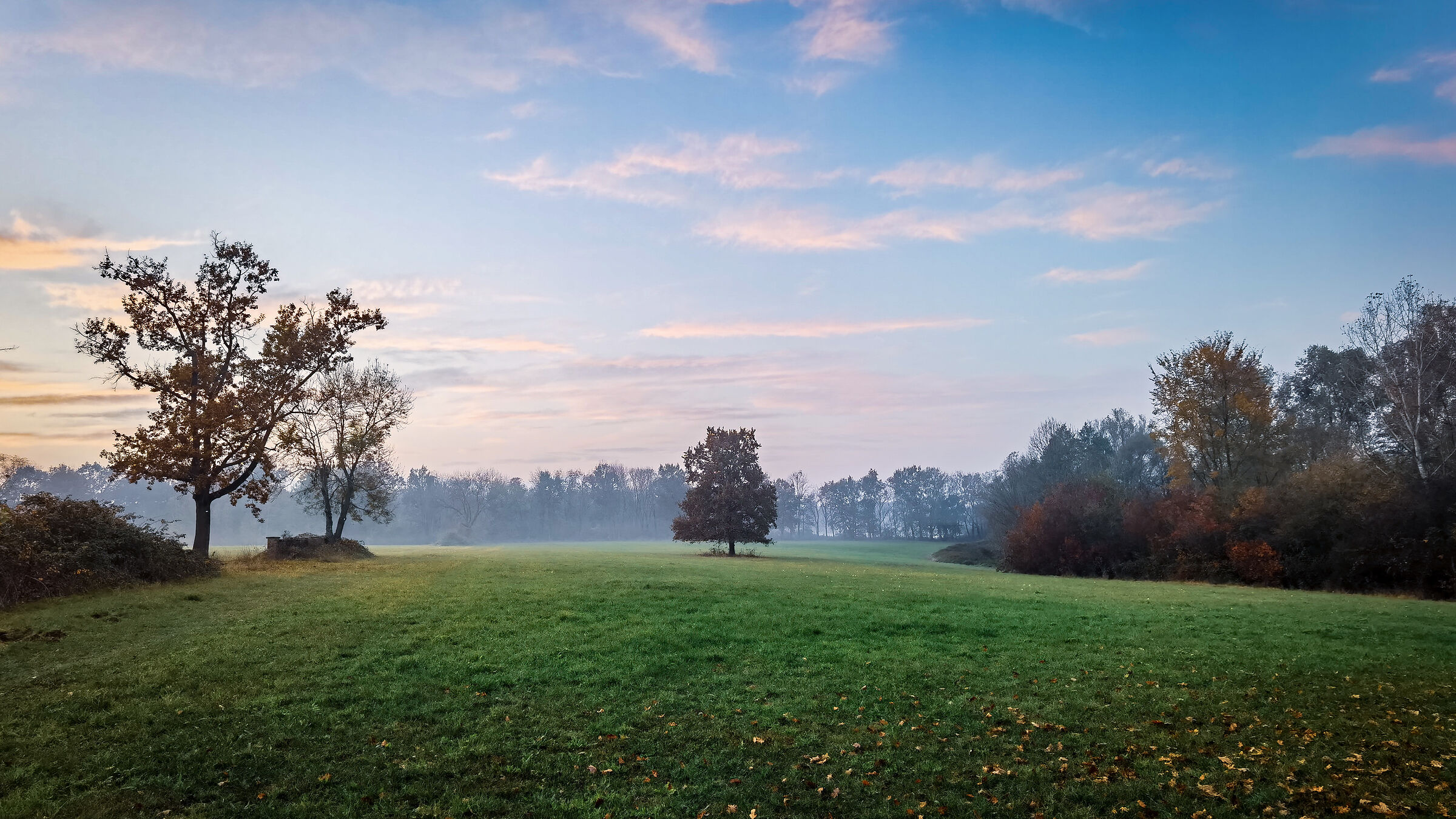 Albero solitario alla mandria (grandangolo)