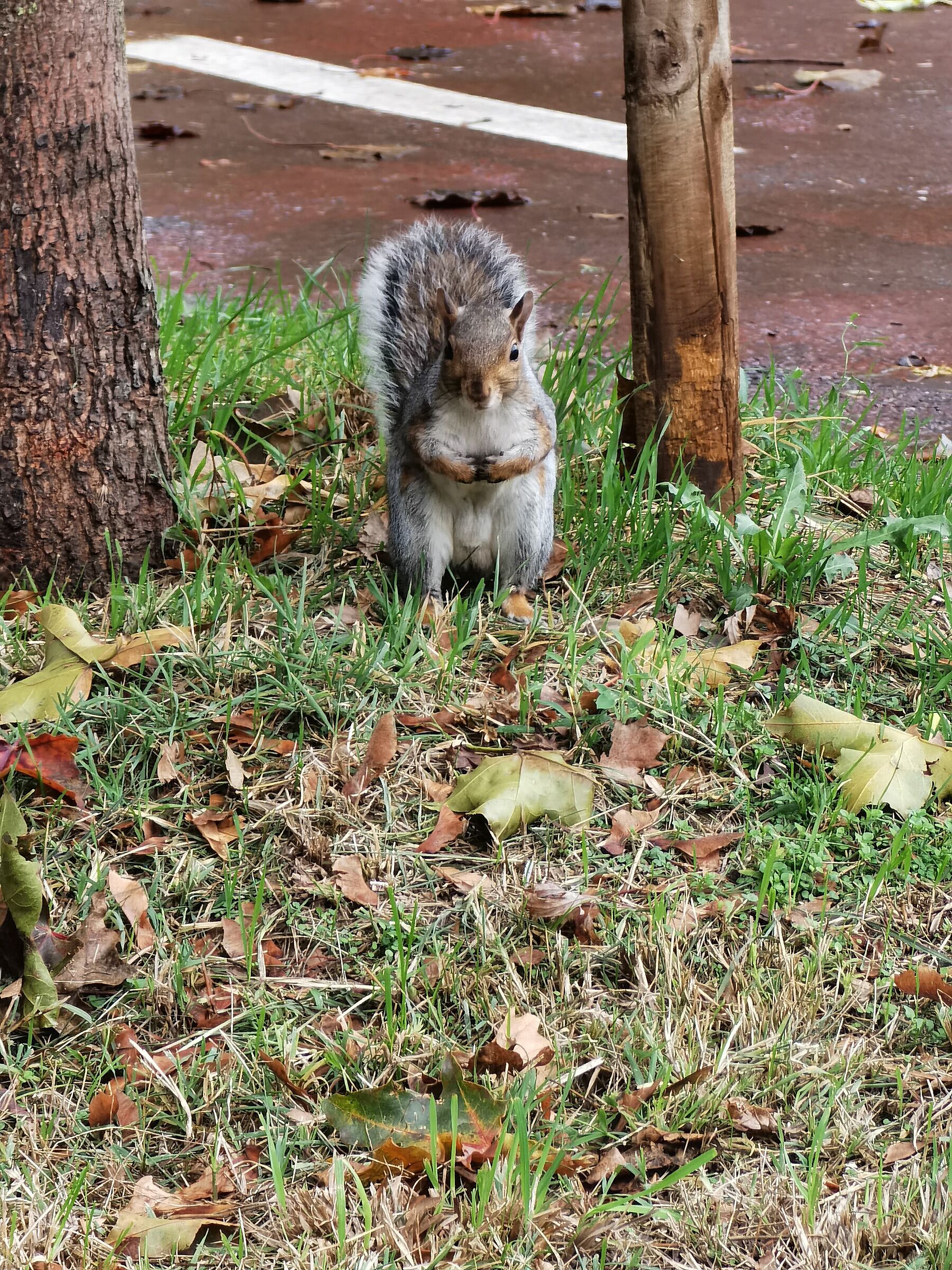 Il mio amico scoiattolo