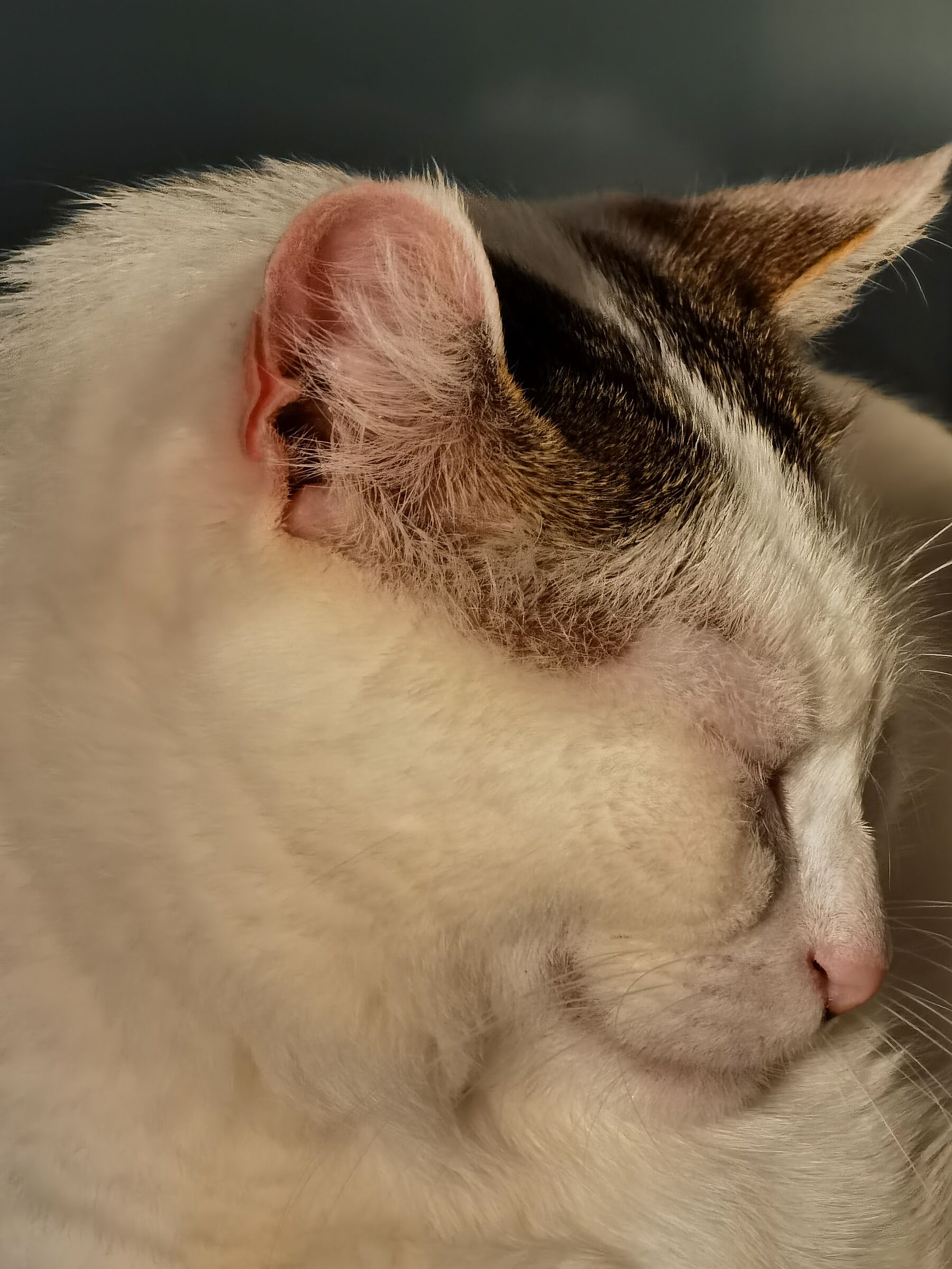 Il mio gattone bianco