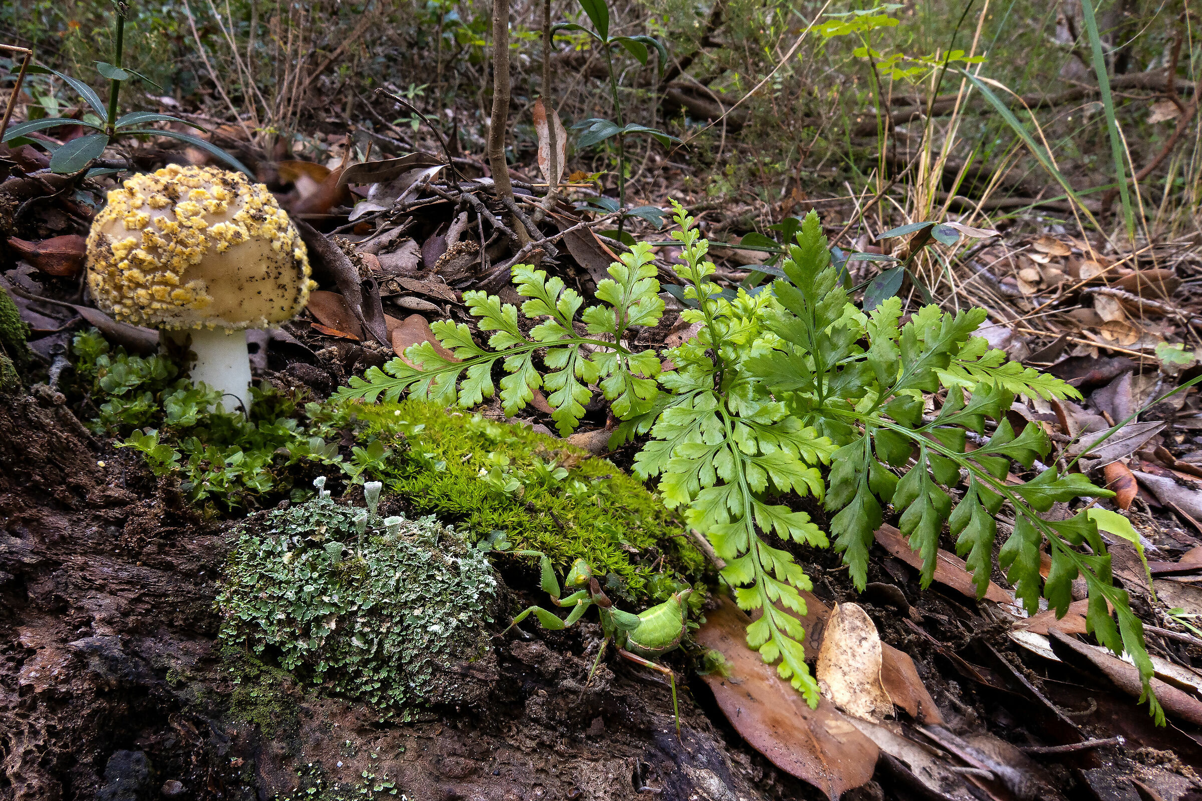 Impressioni d'autunno.