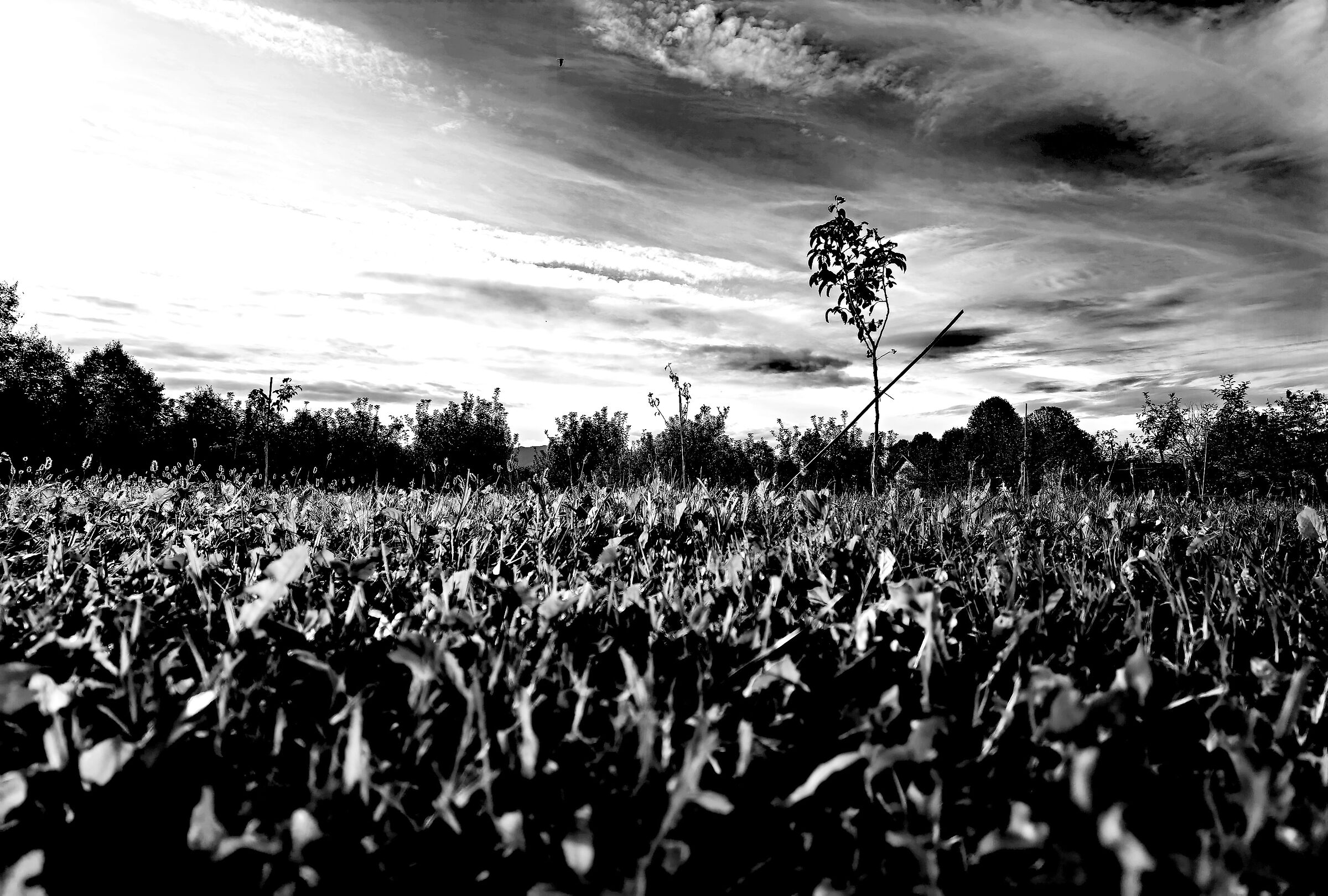 Giardini Reggia di Venaria, Grandangolo al suolo
