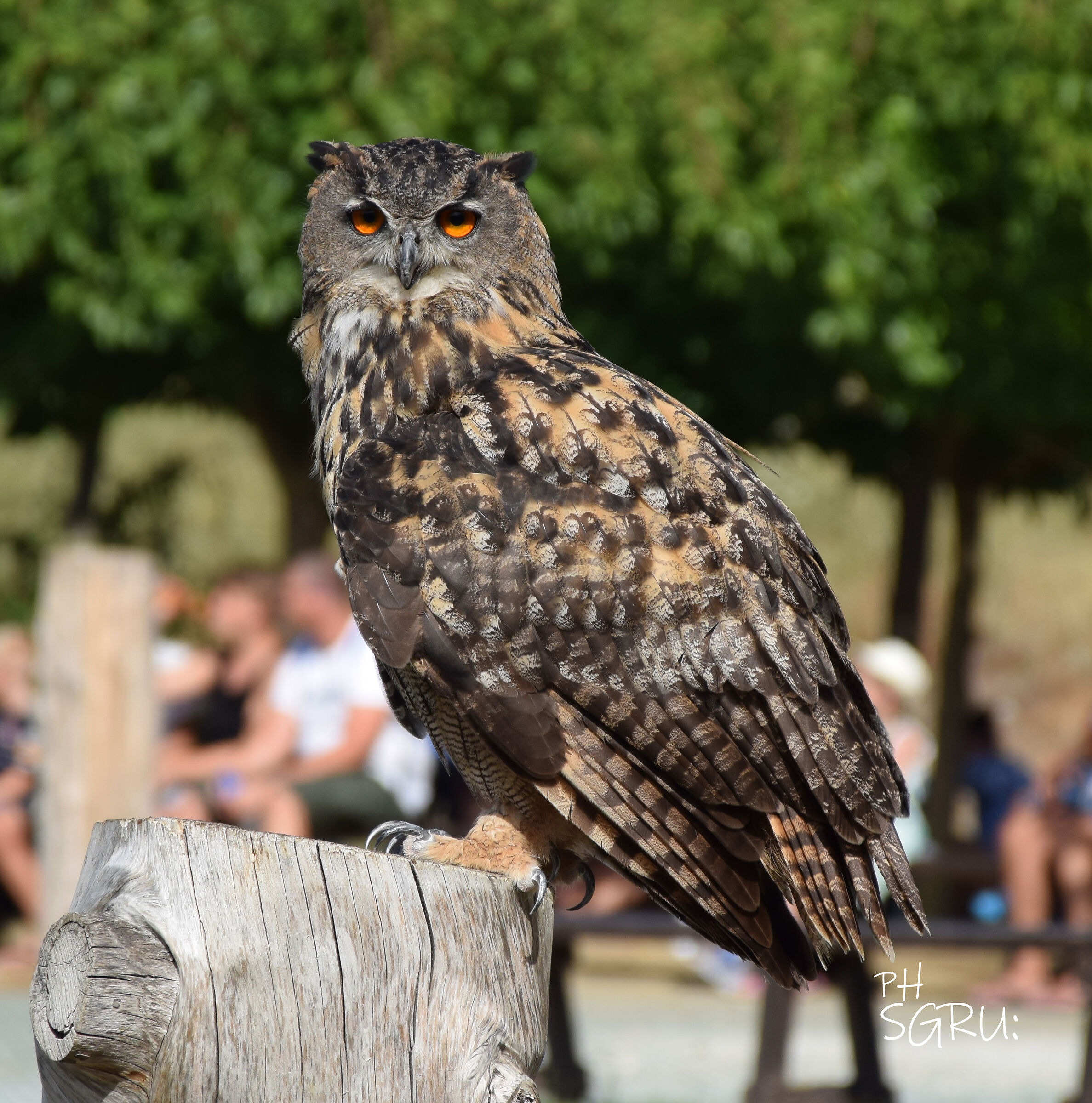 attenti al gufo