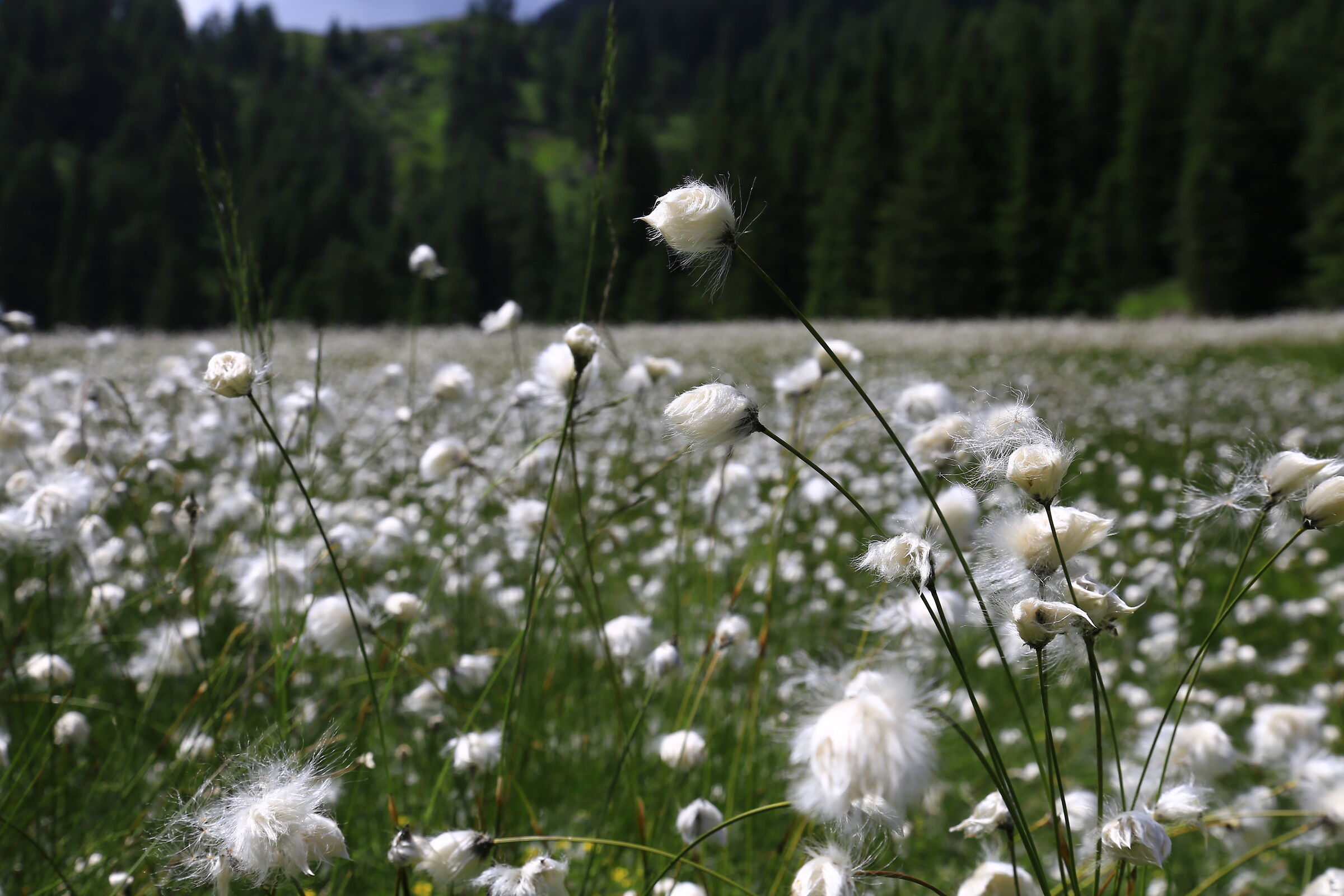 Eriofori a malga Stablo Marc