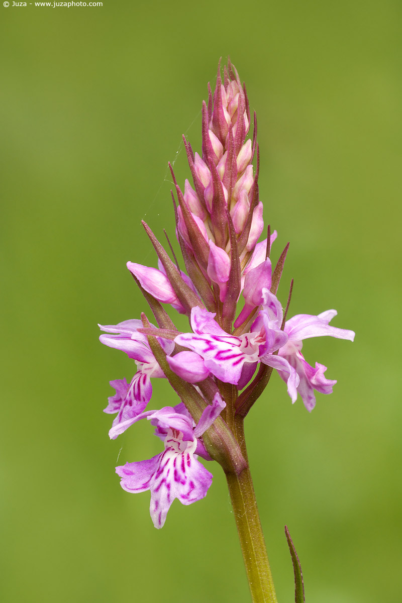 Dactylorhiza fuchsii, 001387
