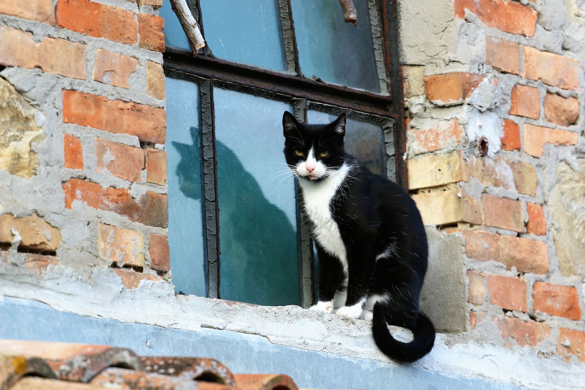 Musetta