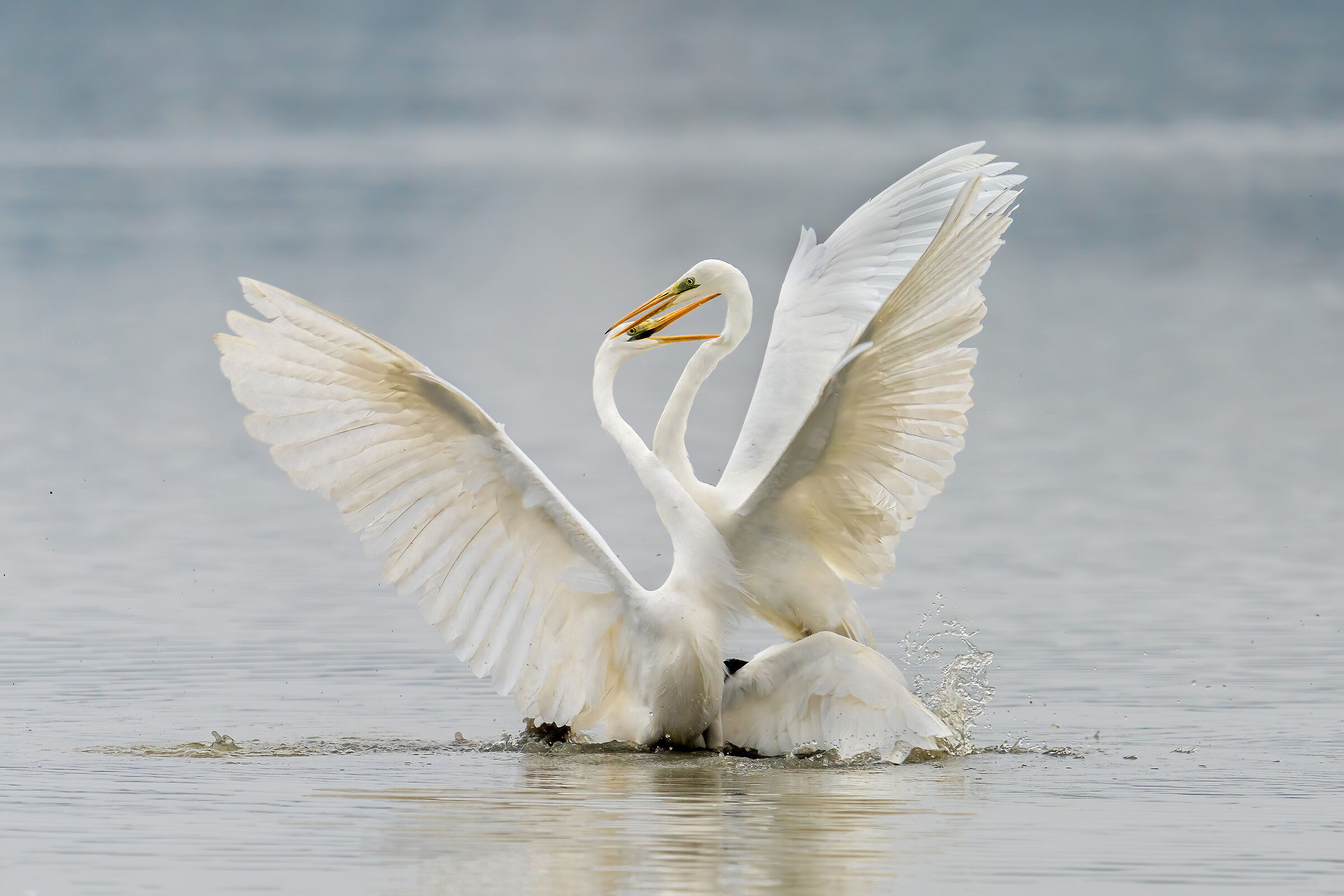 Jealousy, a green-eyed monster...