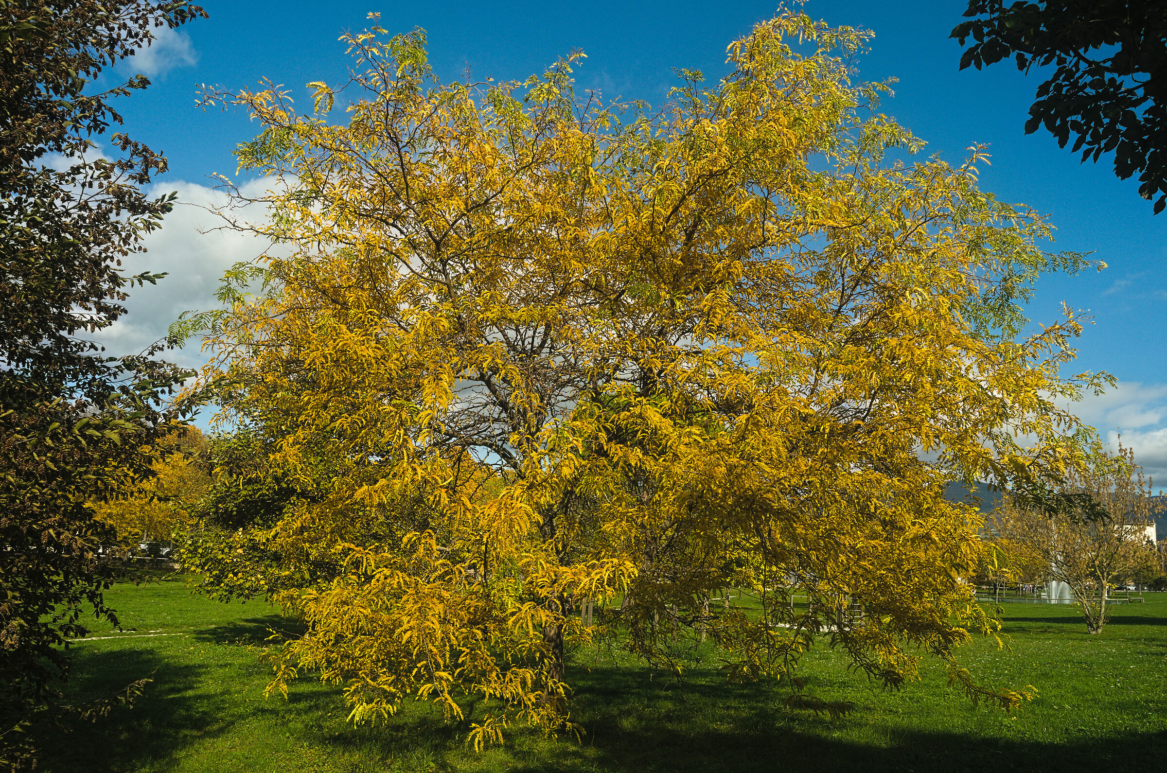 Acacia