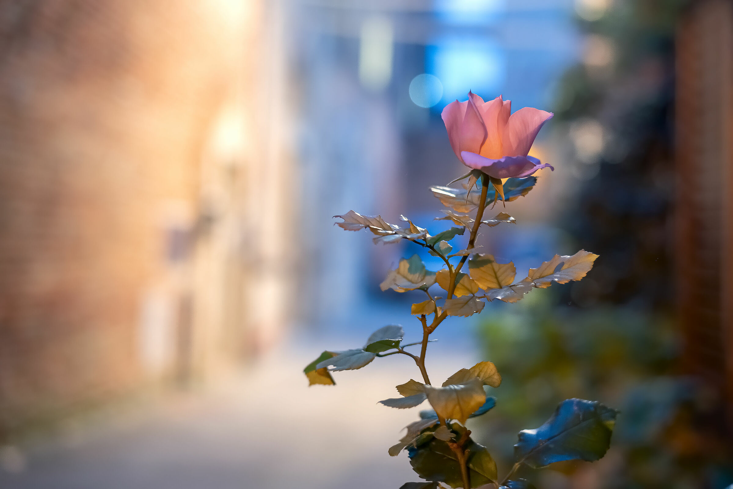 still life street in cloistered 2