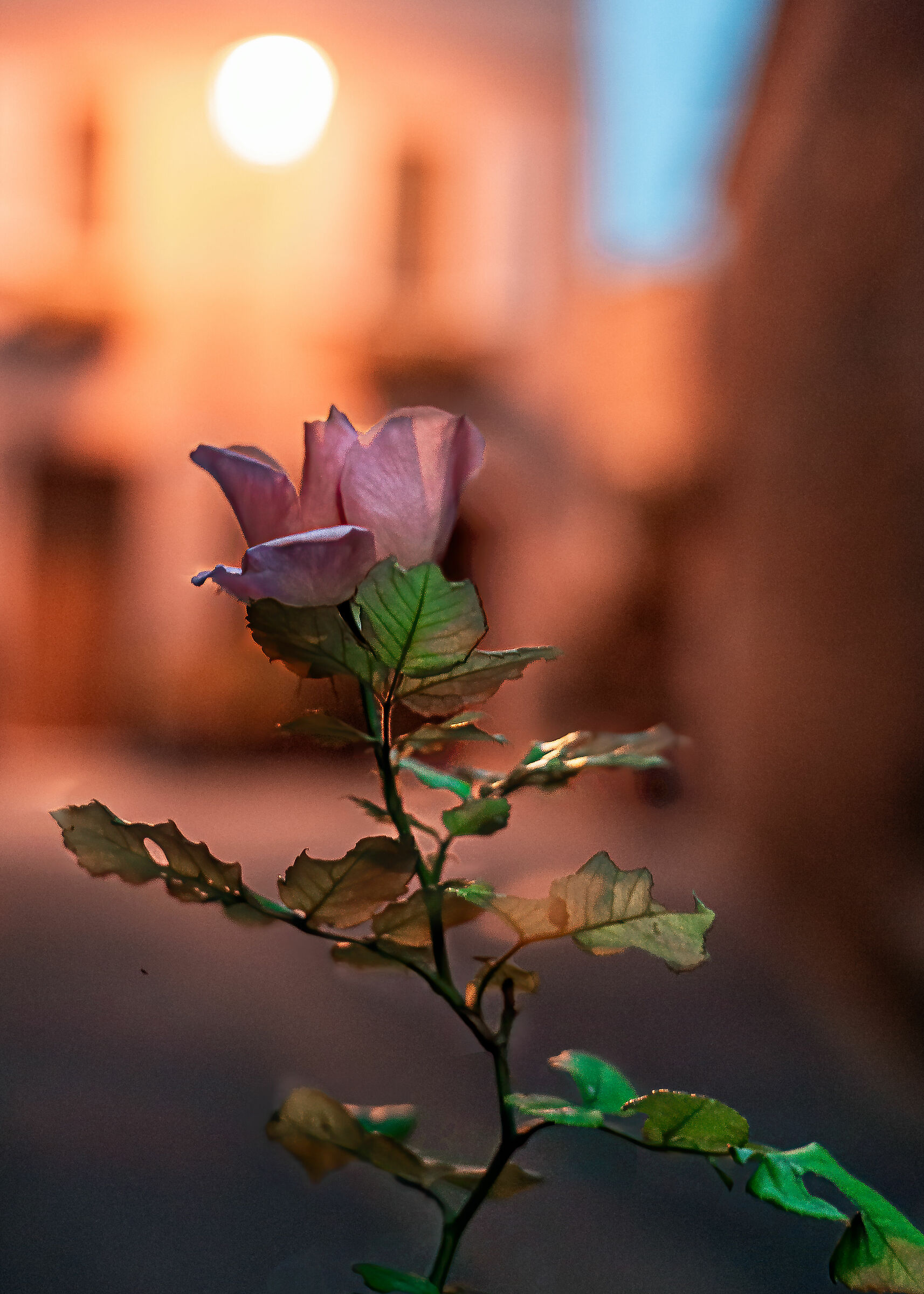 still life street in clausura 2