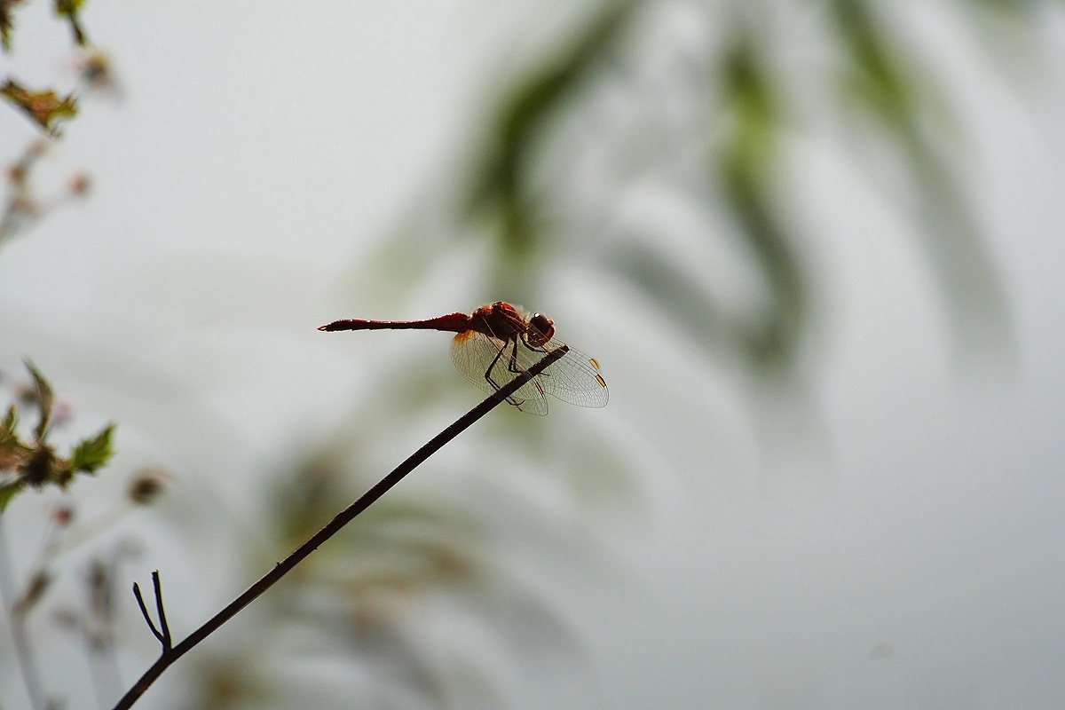 Libellula