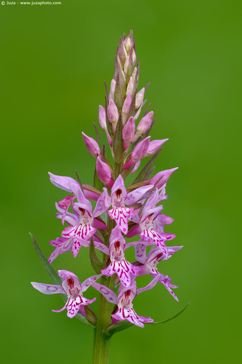 Dactylorhiza fuchsii, 005743