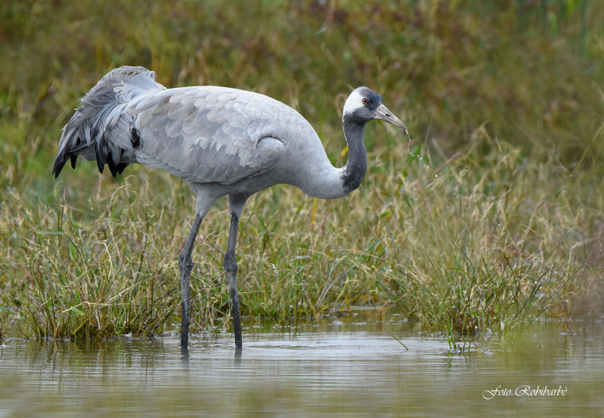 La Gru si disseta...