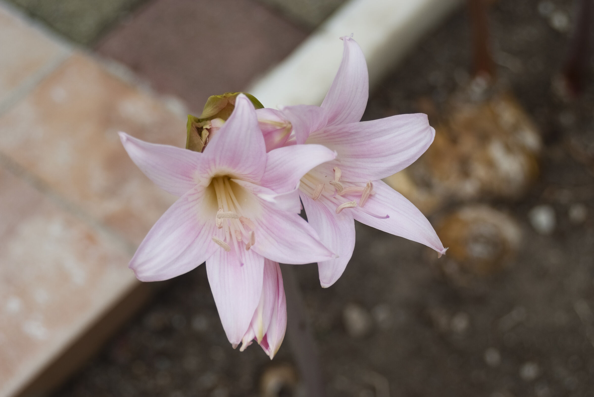 flowers with s5