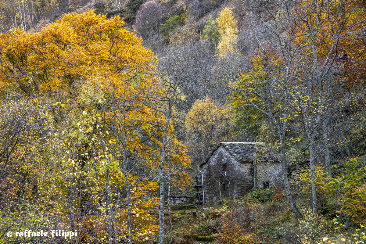 Autumn colors in upper Cervo Valley - Biellese