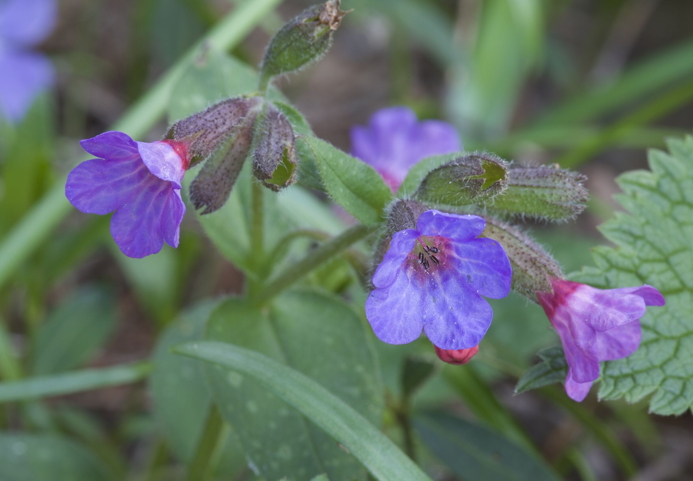 Pulmonaria affinis