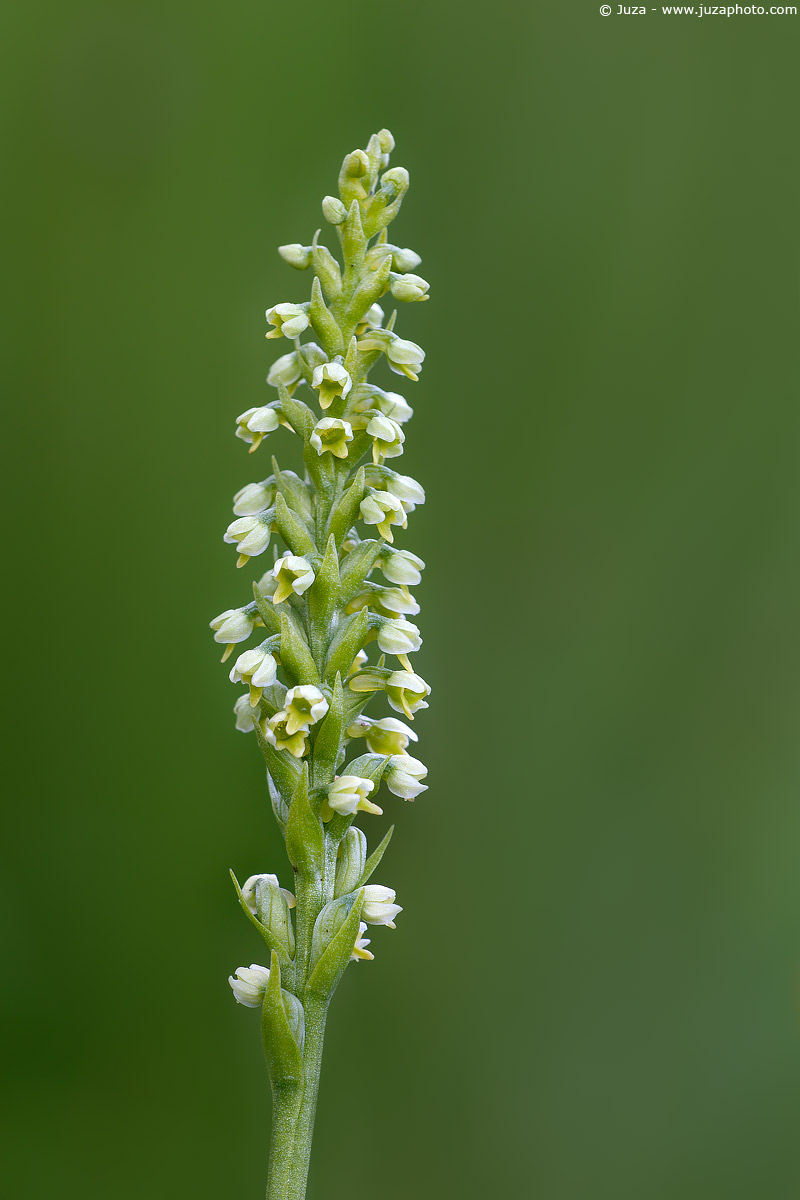Leucorchis albida, 005740