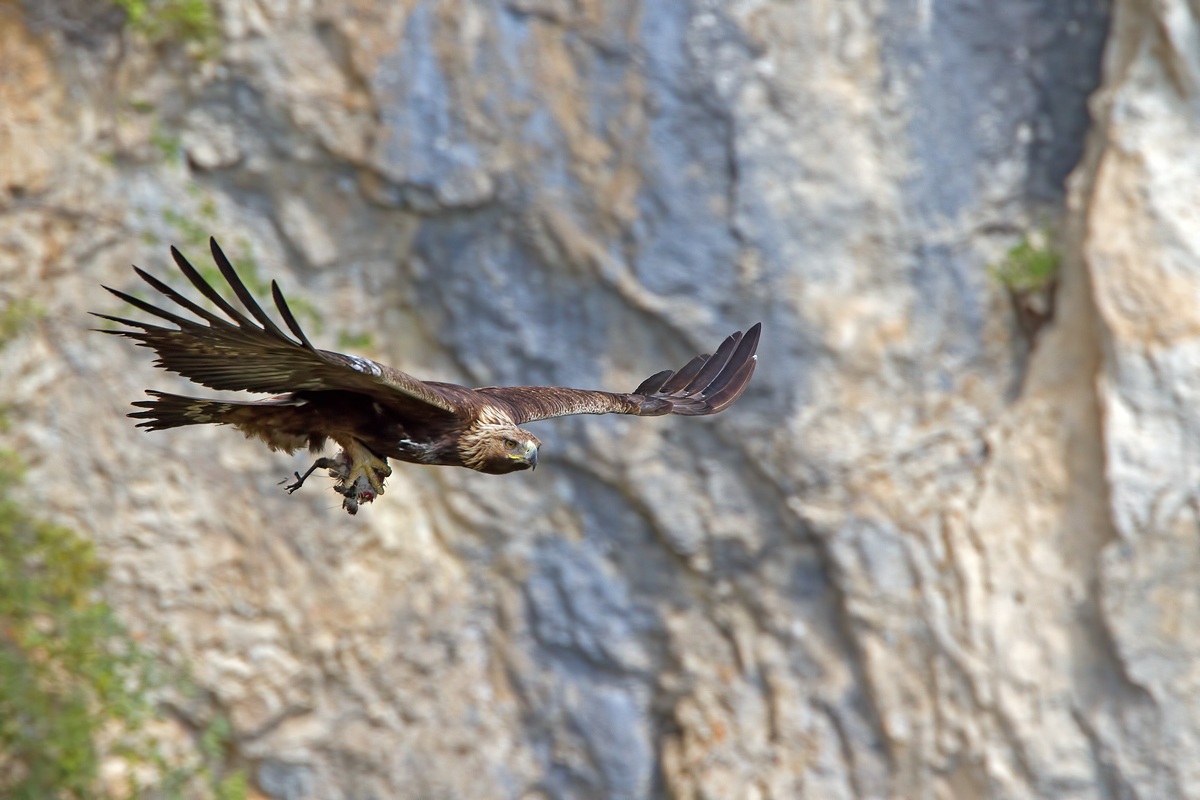 Aquila reale con preda