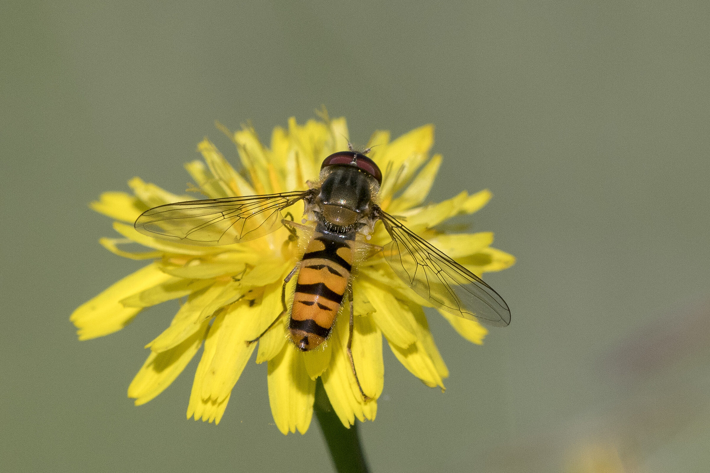 Balteatus's episyrphus