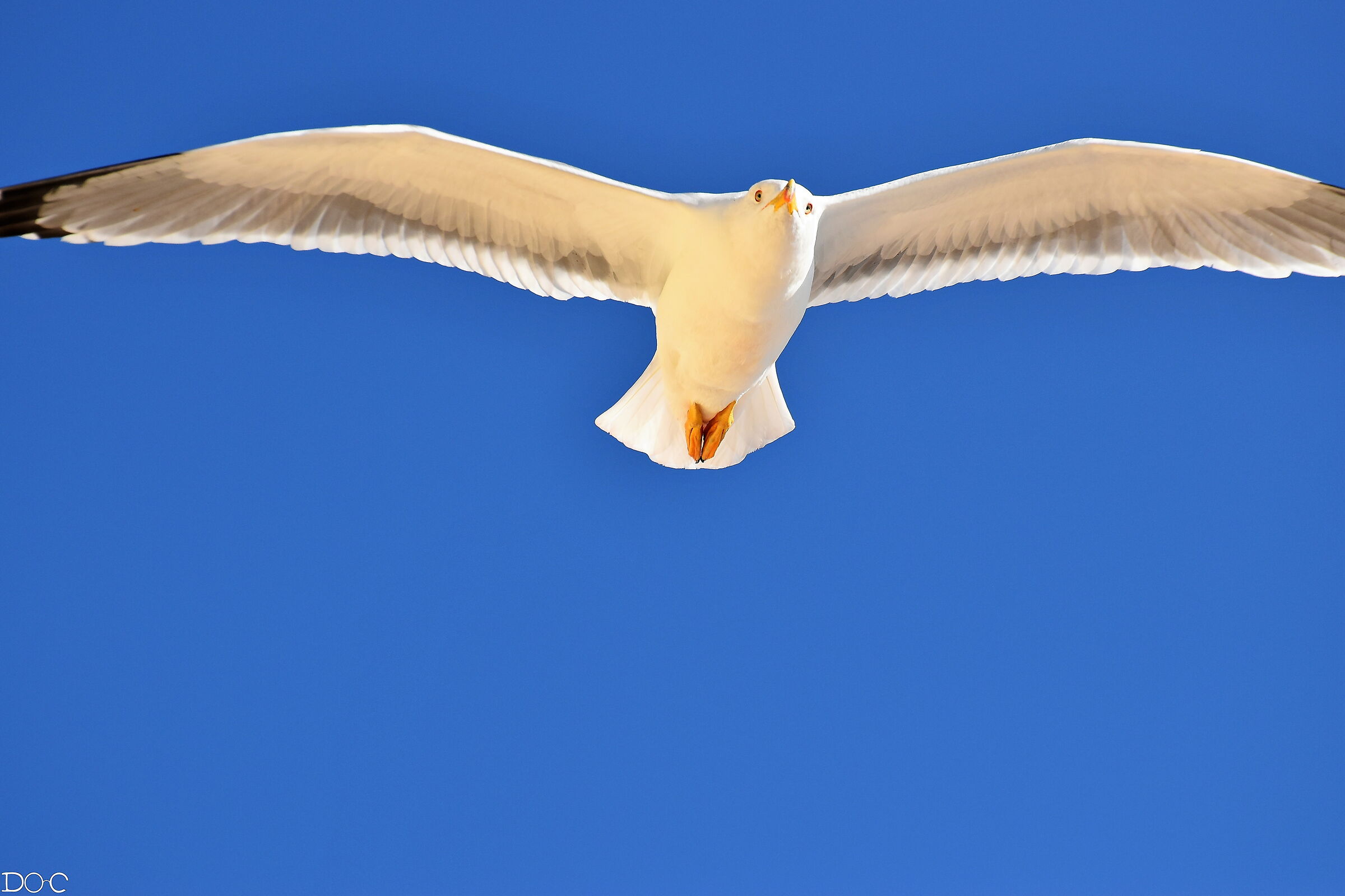 Il gabbiano Reale vigila...