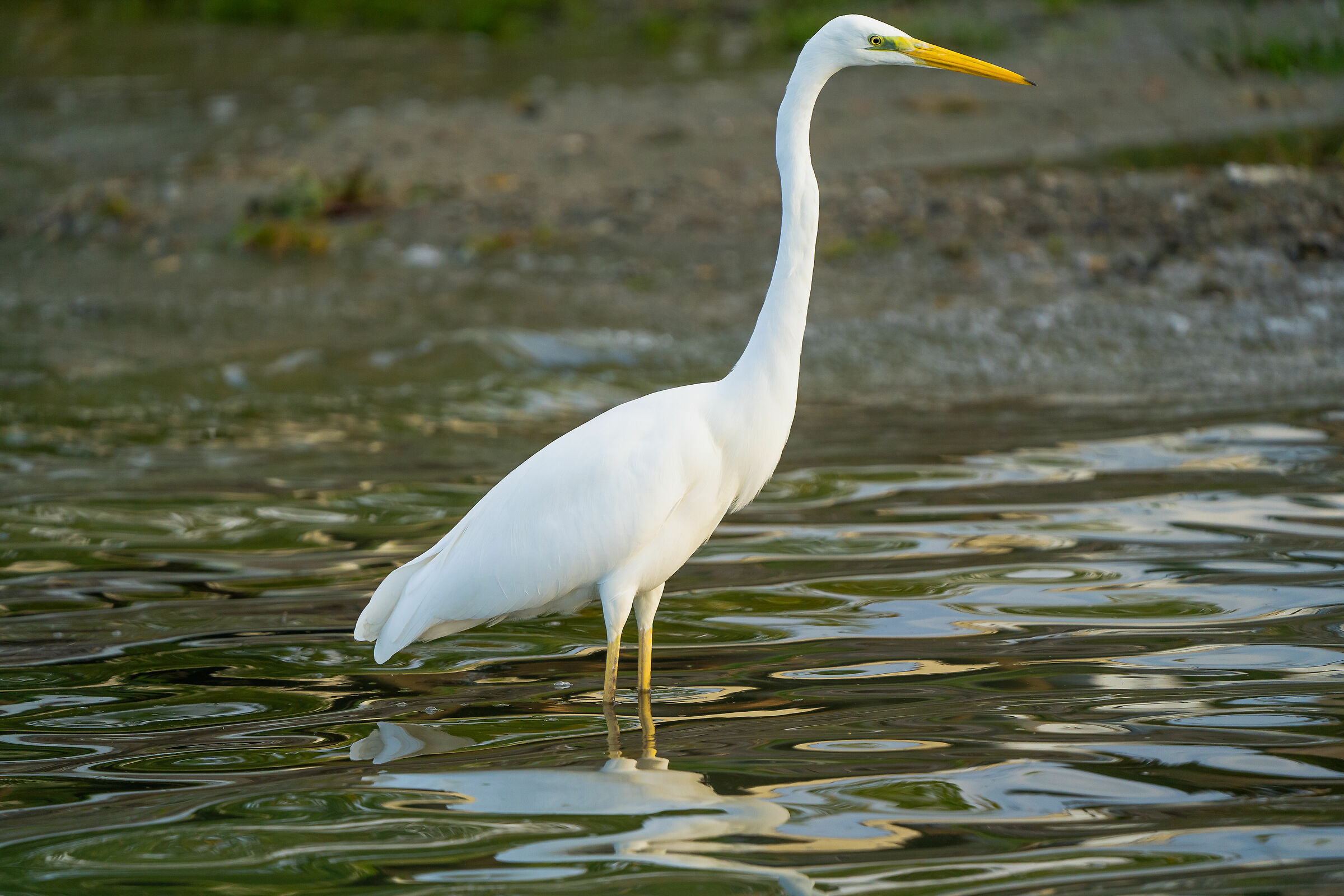 l'eleganza dell'airone bianco maggiore
