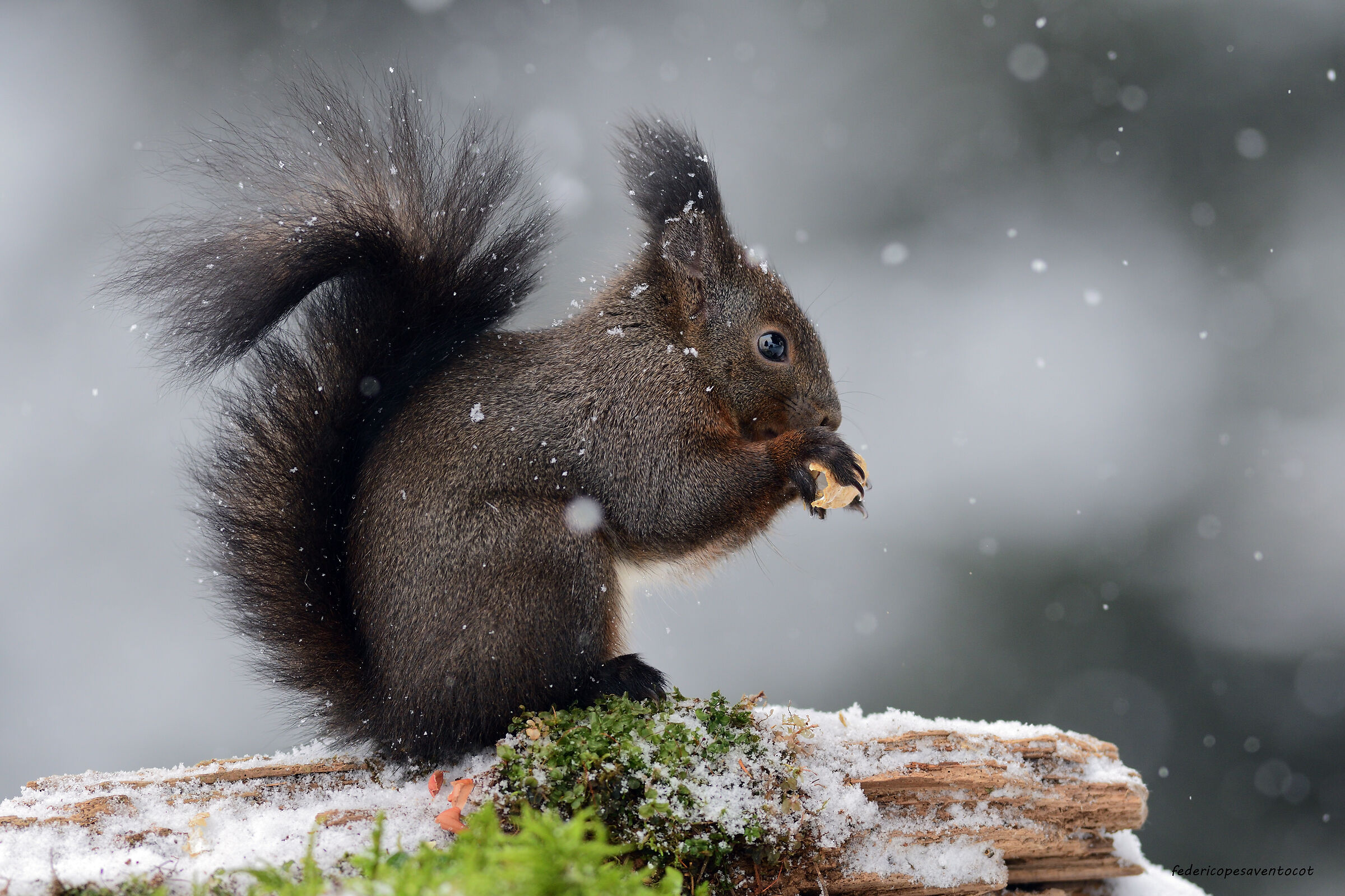 Scoiattolo sotto la neve