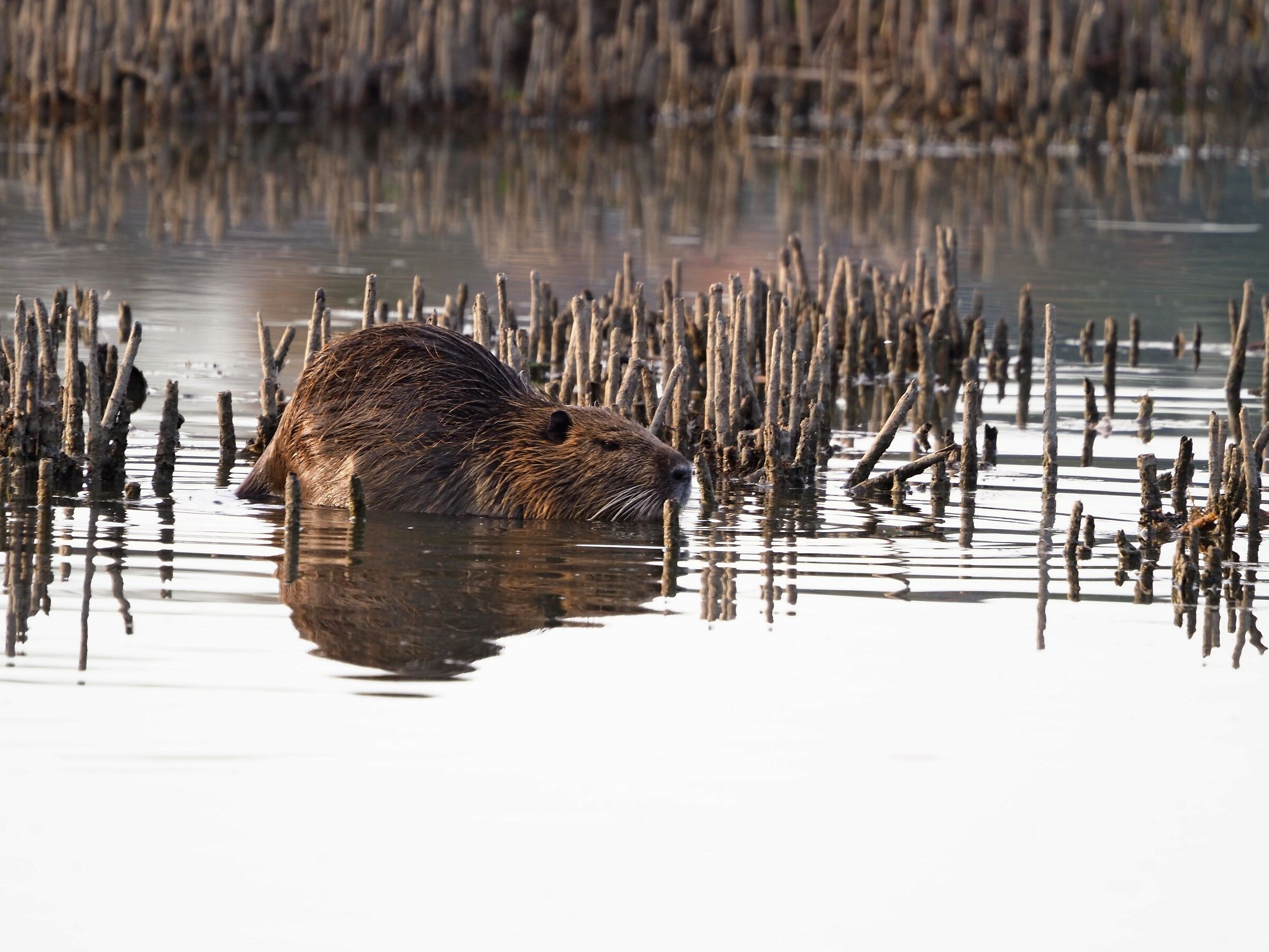 nutria